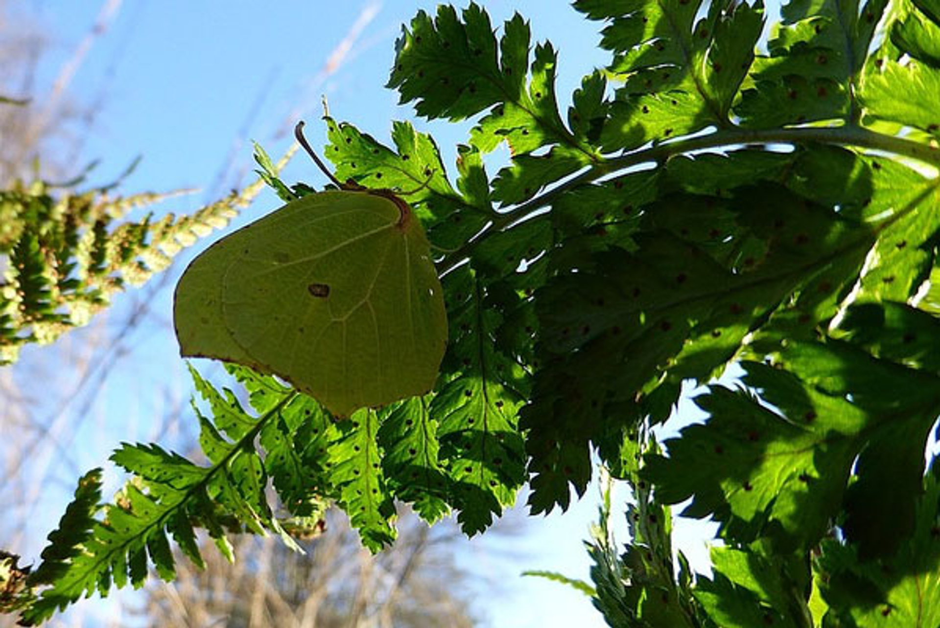 citroenvlinder