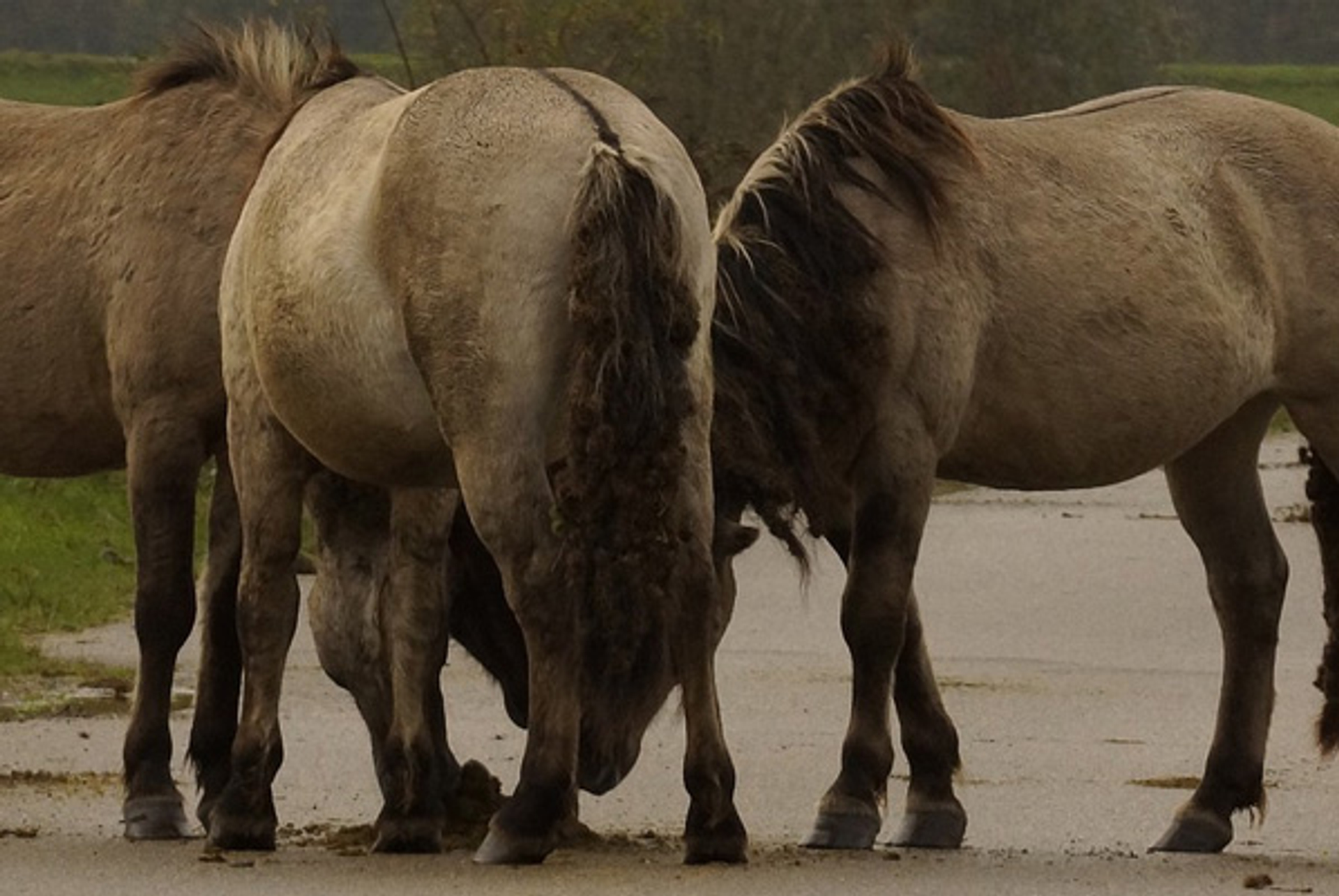 Paarden_vrvogel1942