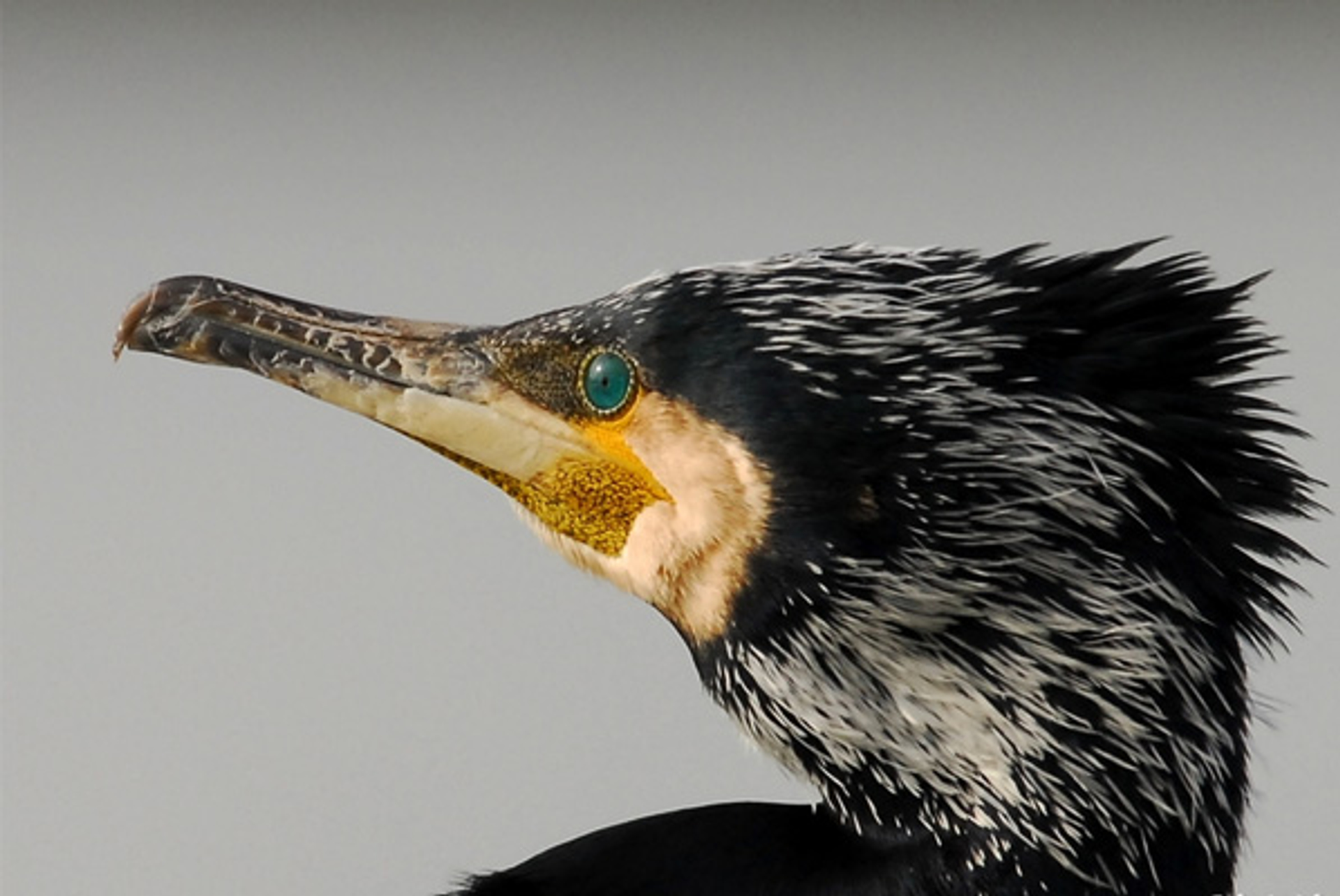 Aalscholver_hoofd_faunapics