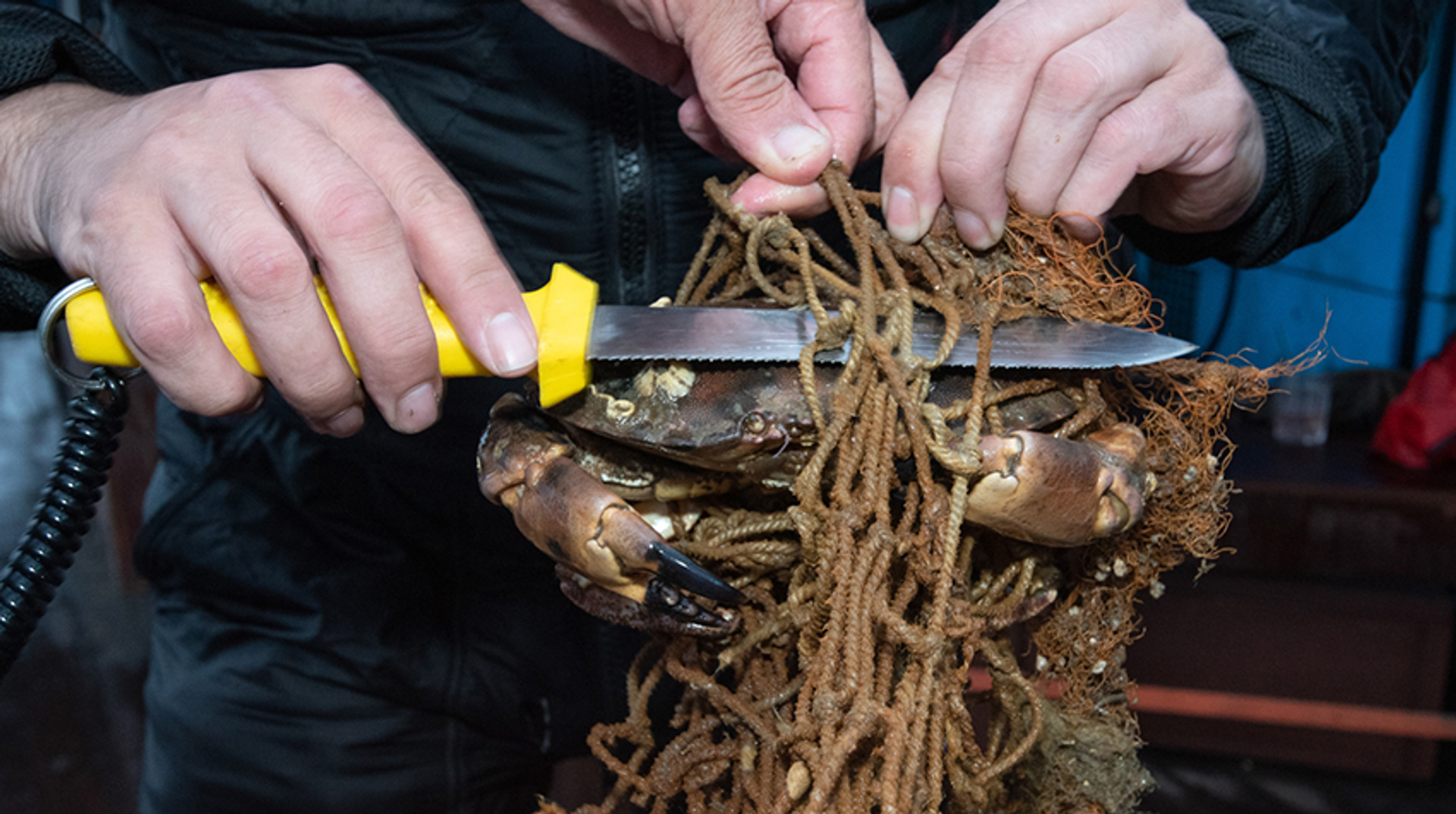 krab bevrijd joost van uffelen