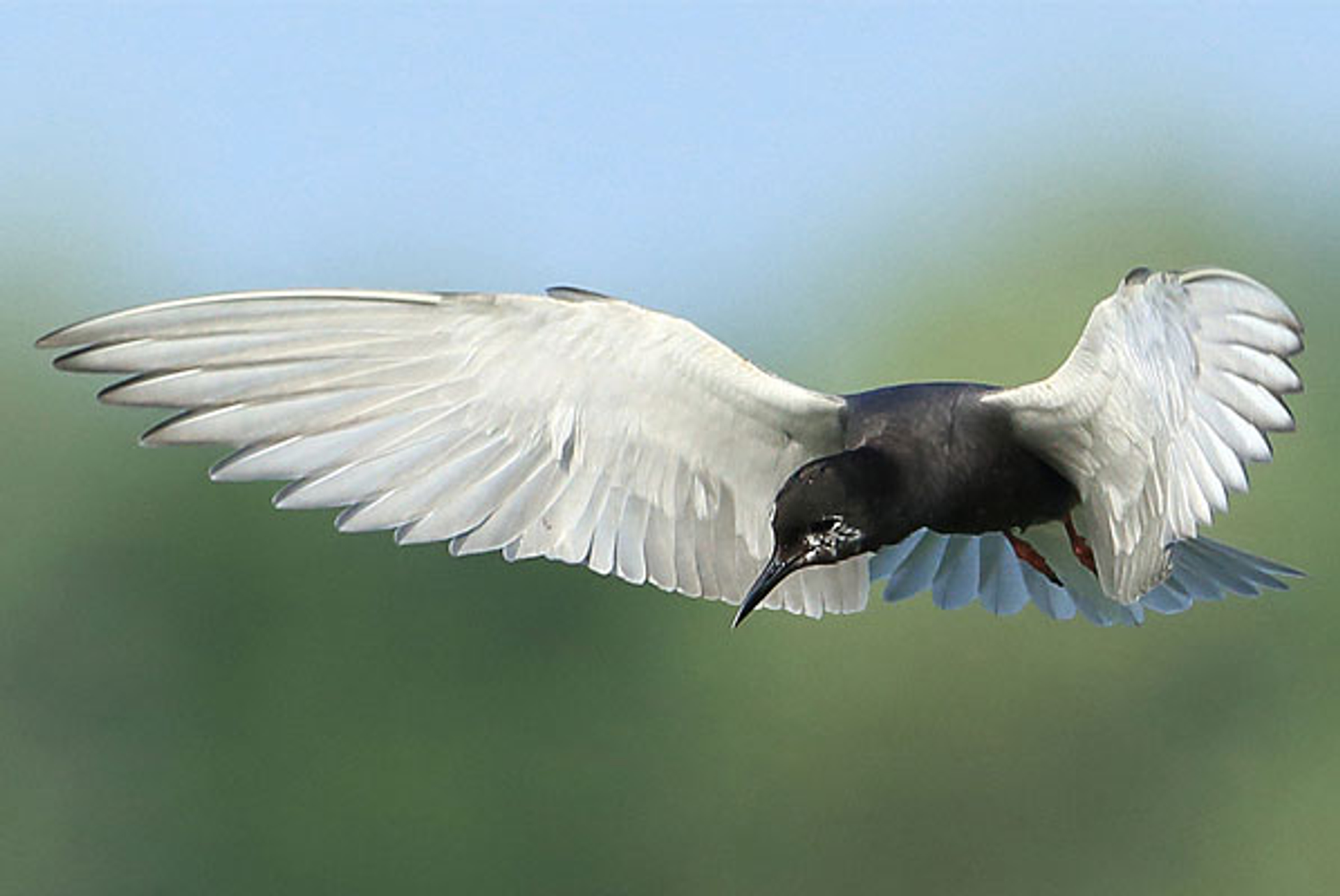 zwartestern_kasteelheertje