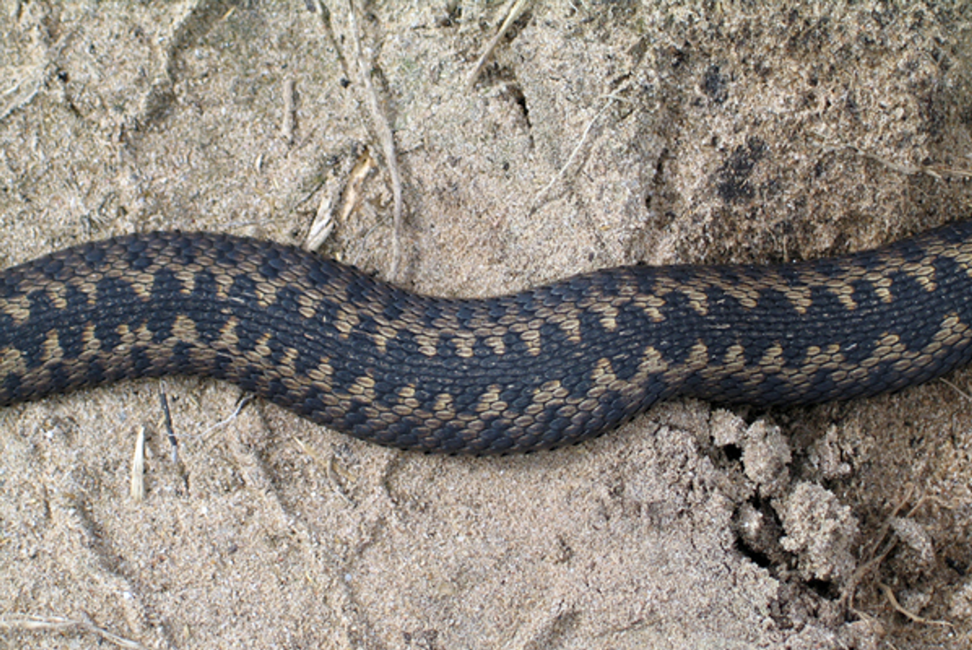 adder-rug