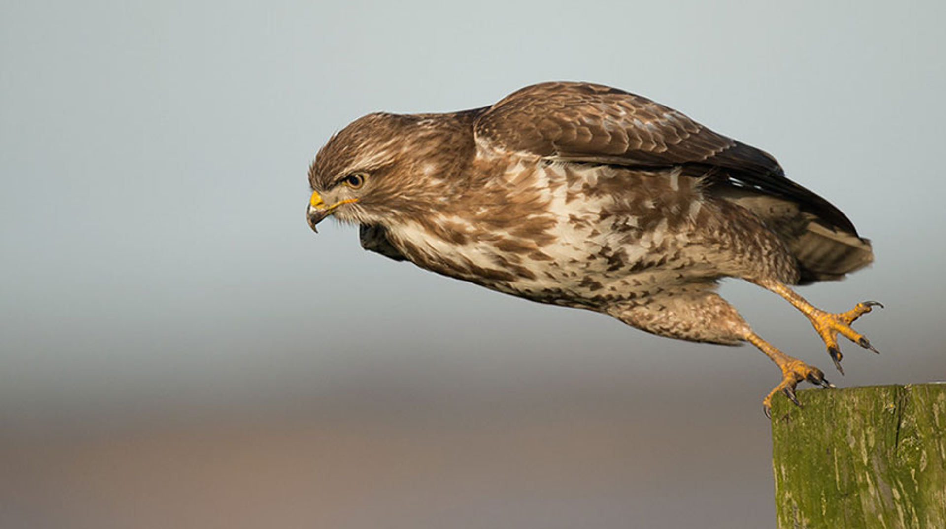buizerd-wilfired-solarz