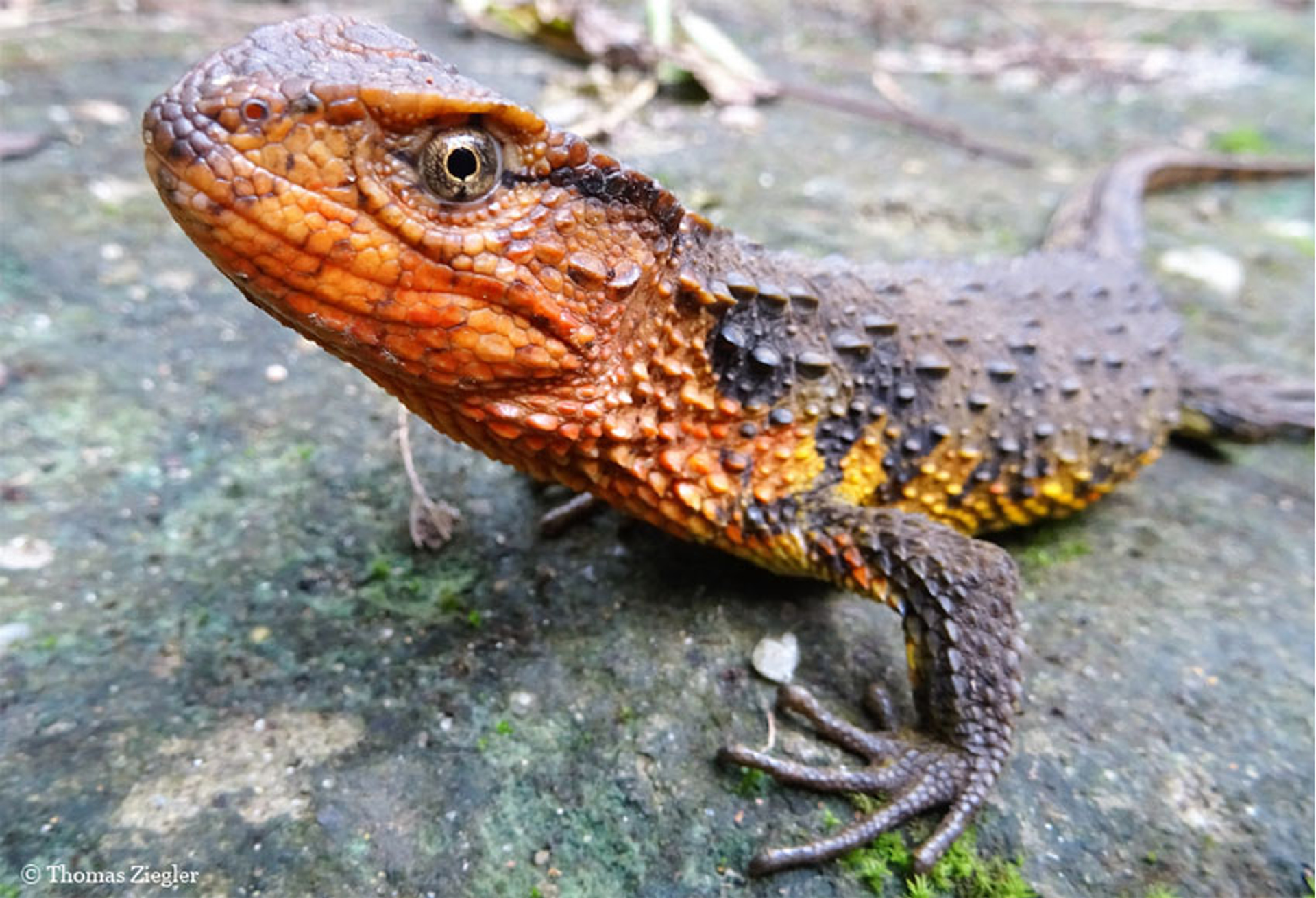 Vietnamese krokodilstaarthagedis groot
