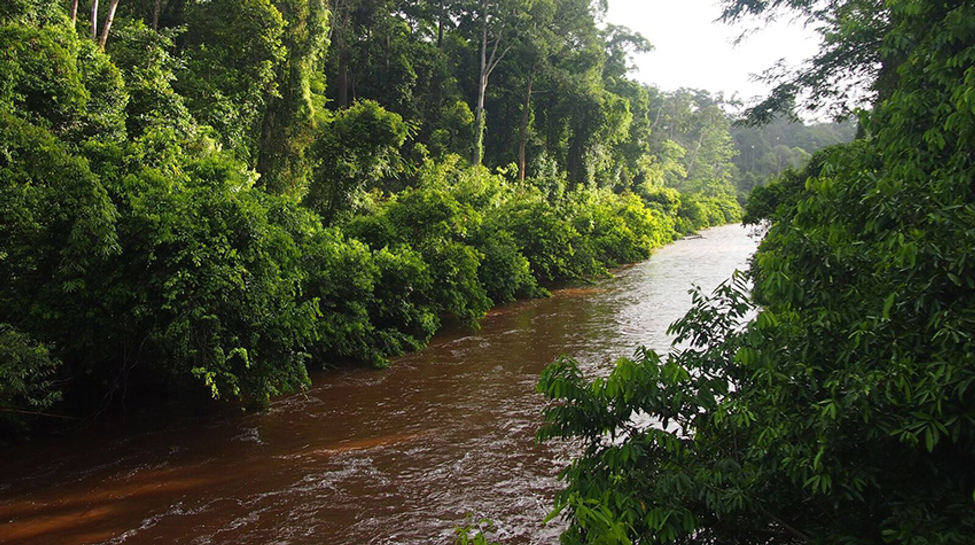 borneo_rivier_corlijndegroot