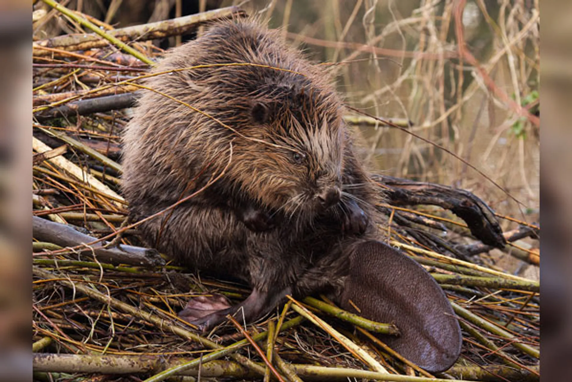 Bever_kasteelheertje