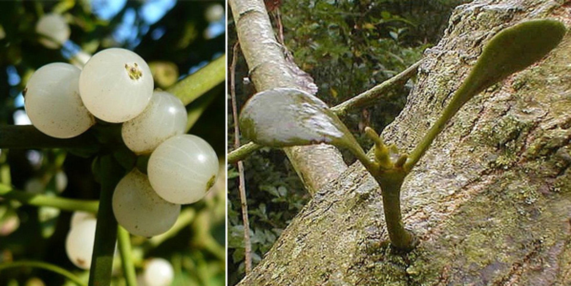 maretak_ontkiem_natuurmanjak_01