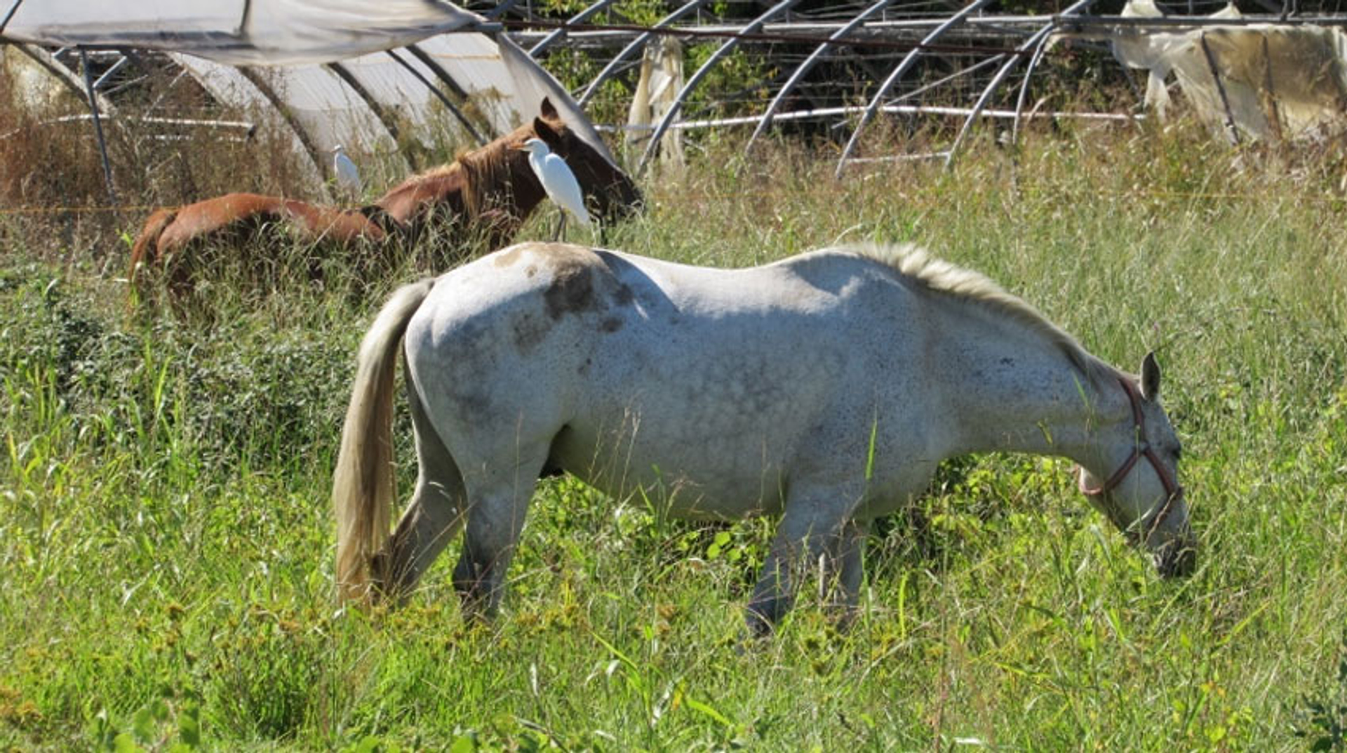 koereiger-paard---hansspits