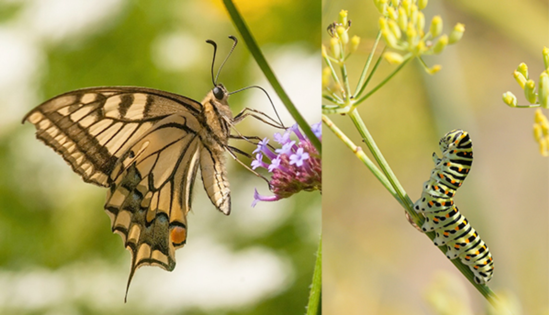 Koninginnepage-robhendriks-joanne