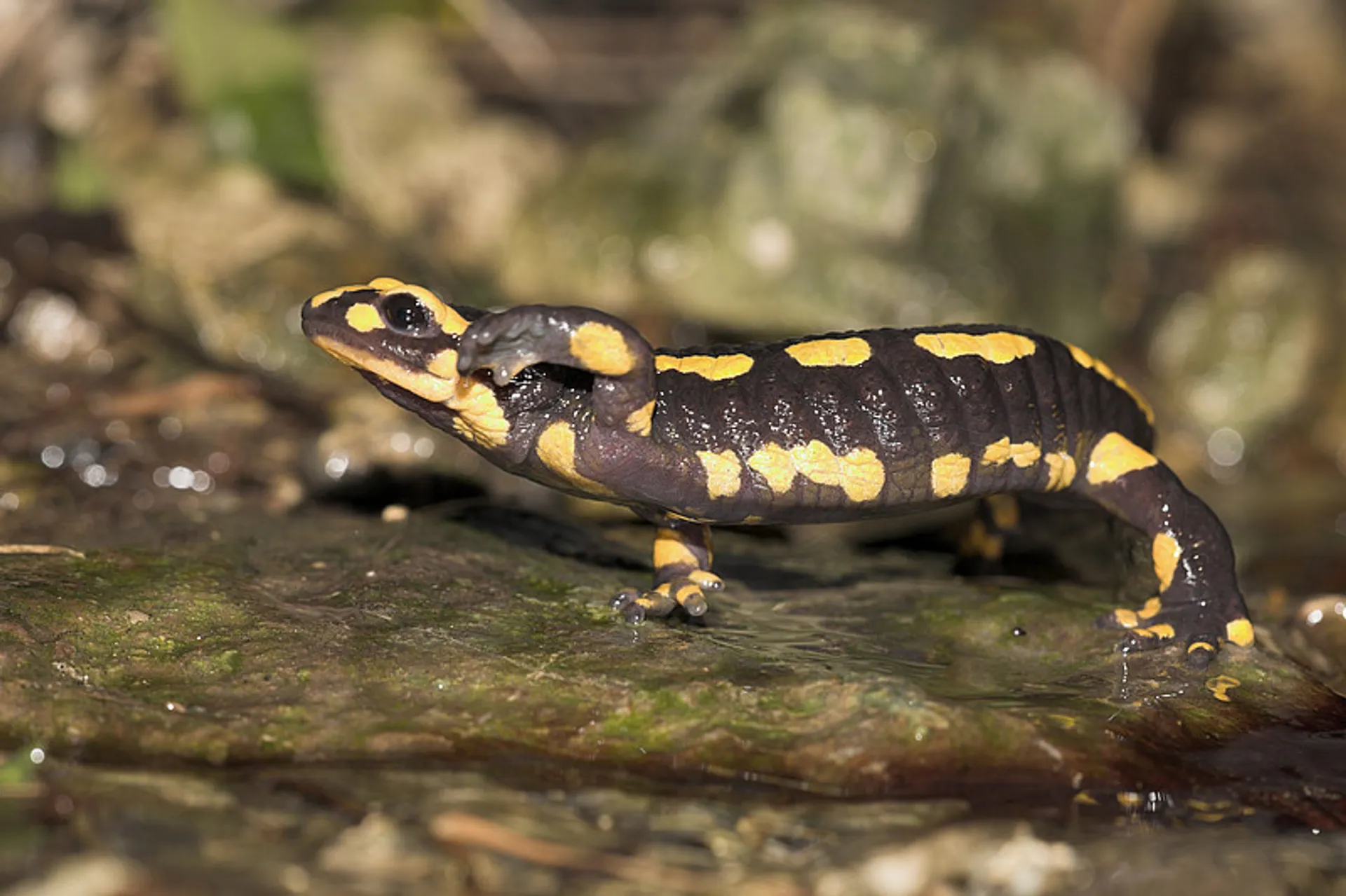 Afbeelding van Sprankje hoop voor de vuursalamander