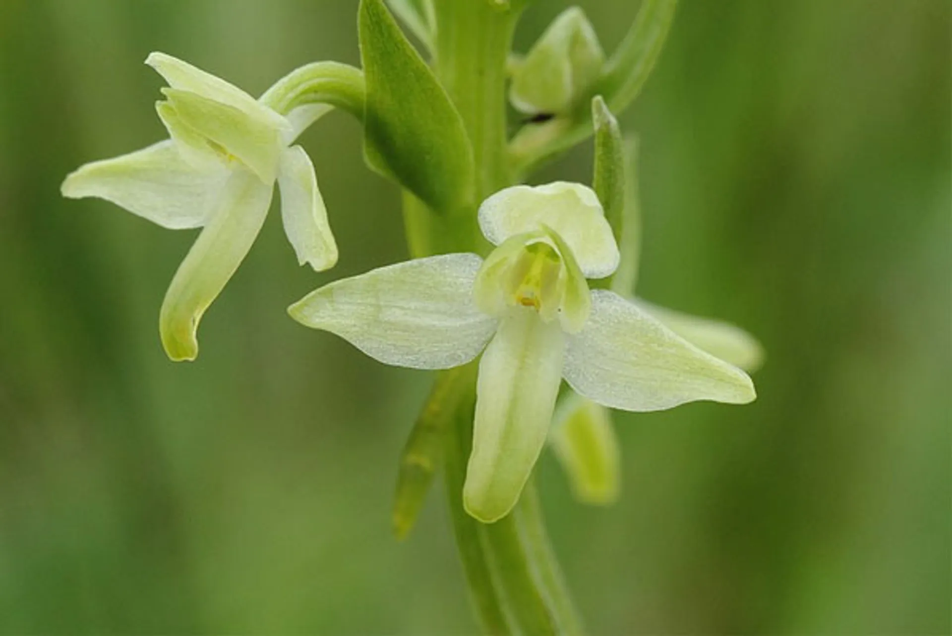 welriekende-nachtorchis