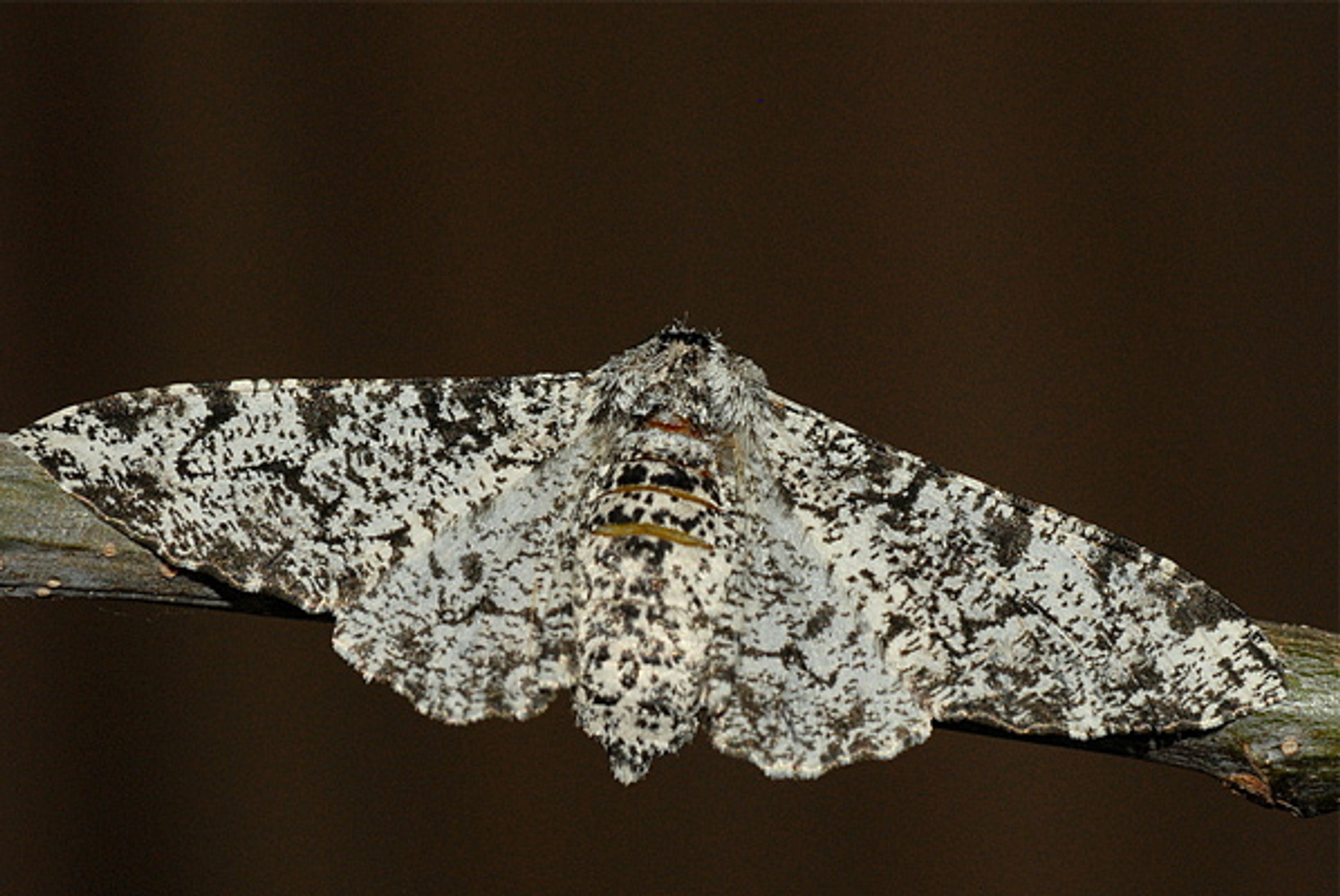 Berkespanner_euroblinkie