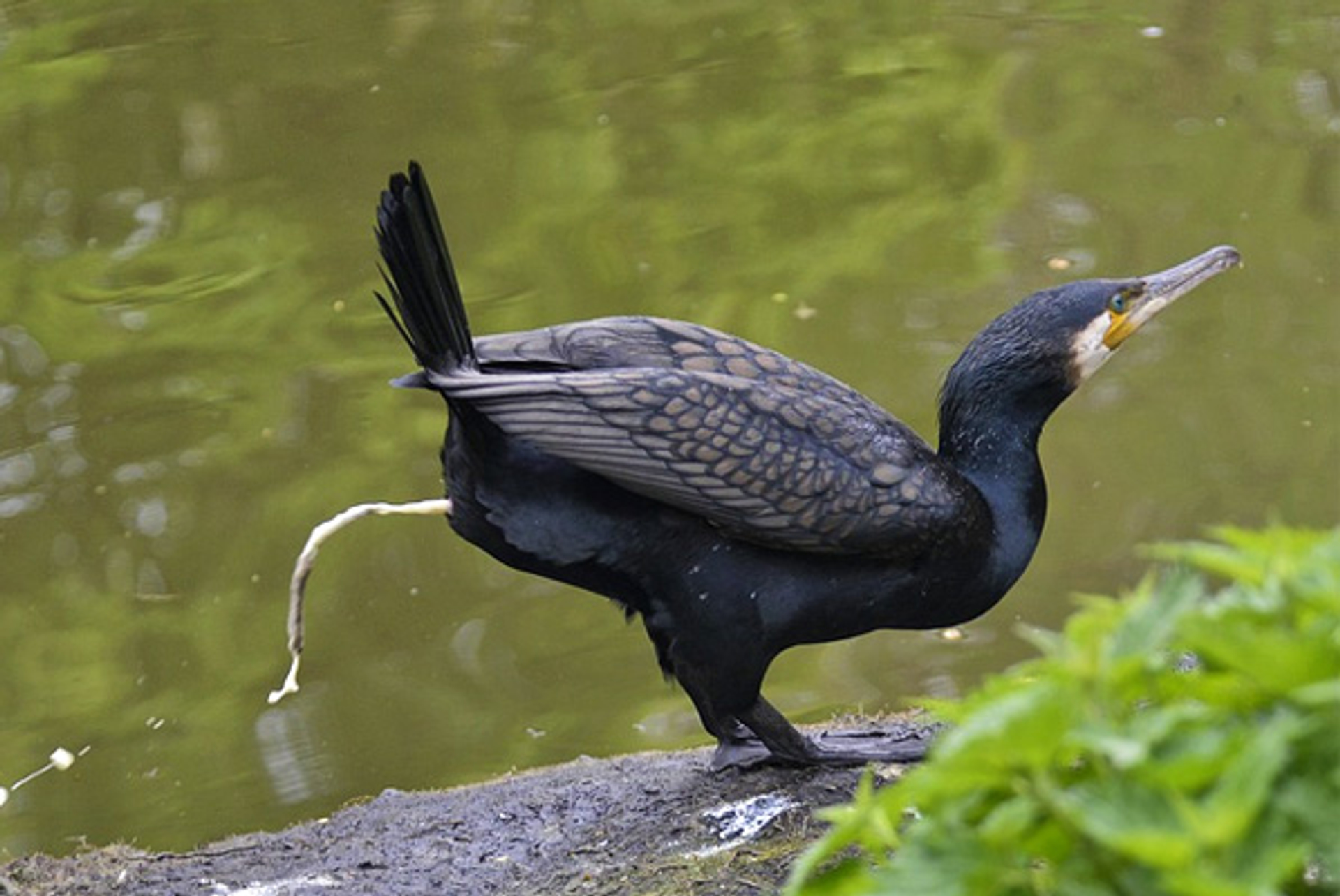 Aalscholver_poepen_TillyMeijer
