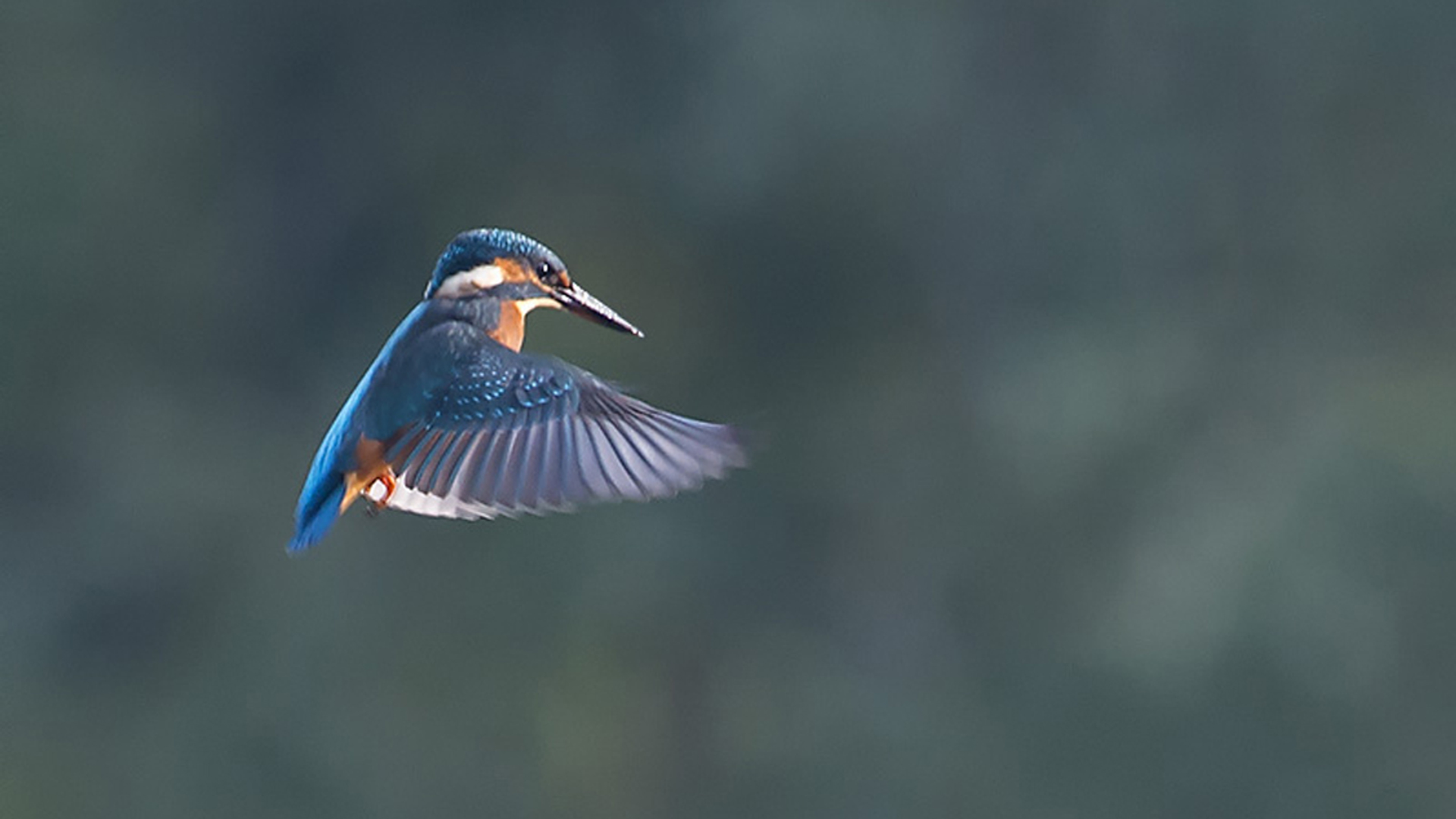 bidden_ijsvogel_Theüs van Kleffens