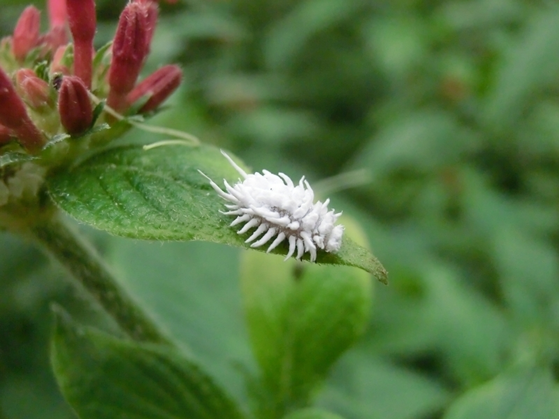 Cryptolaemus montrouzieri