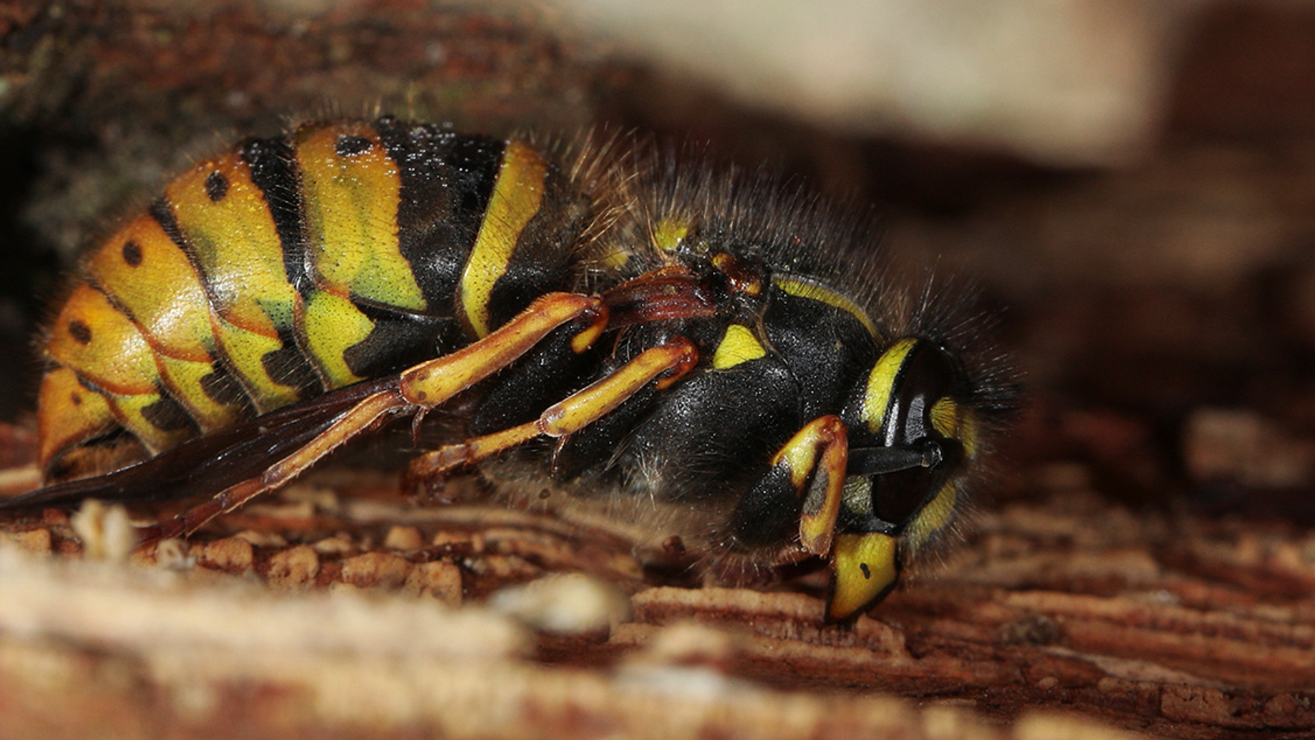 Limonadewesp closeup