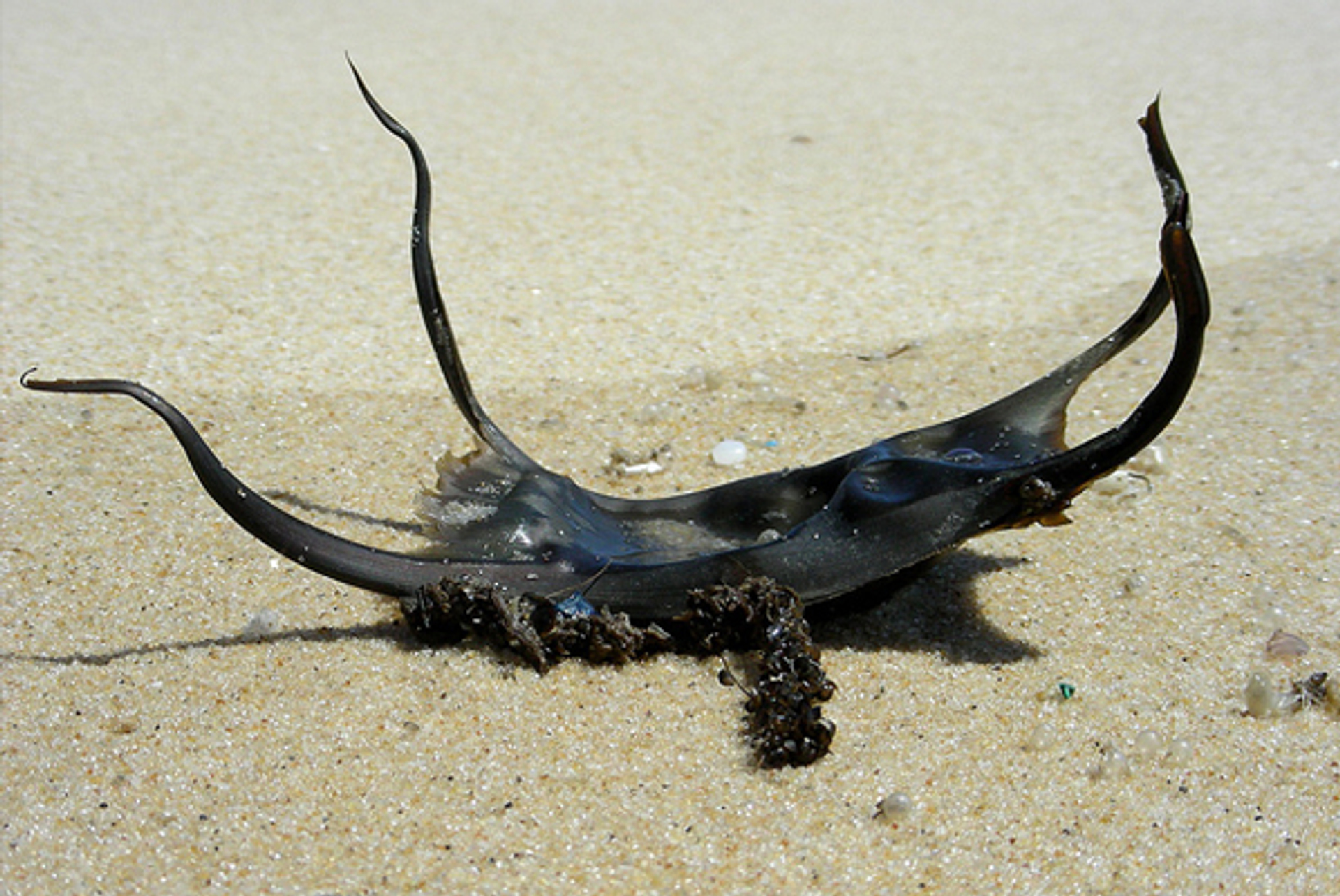 roggenei_Stevenhagen