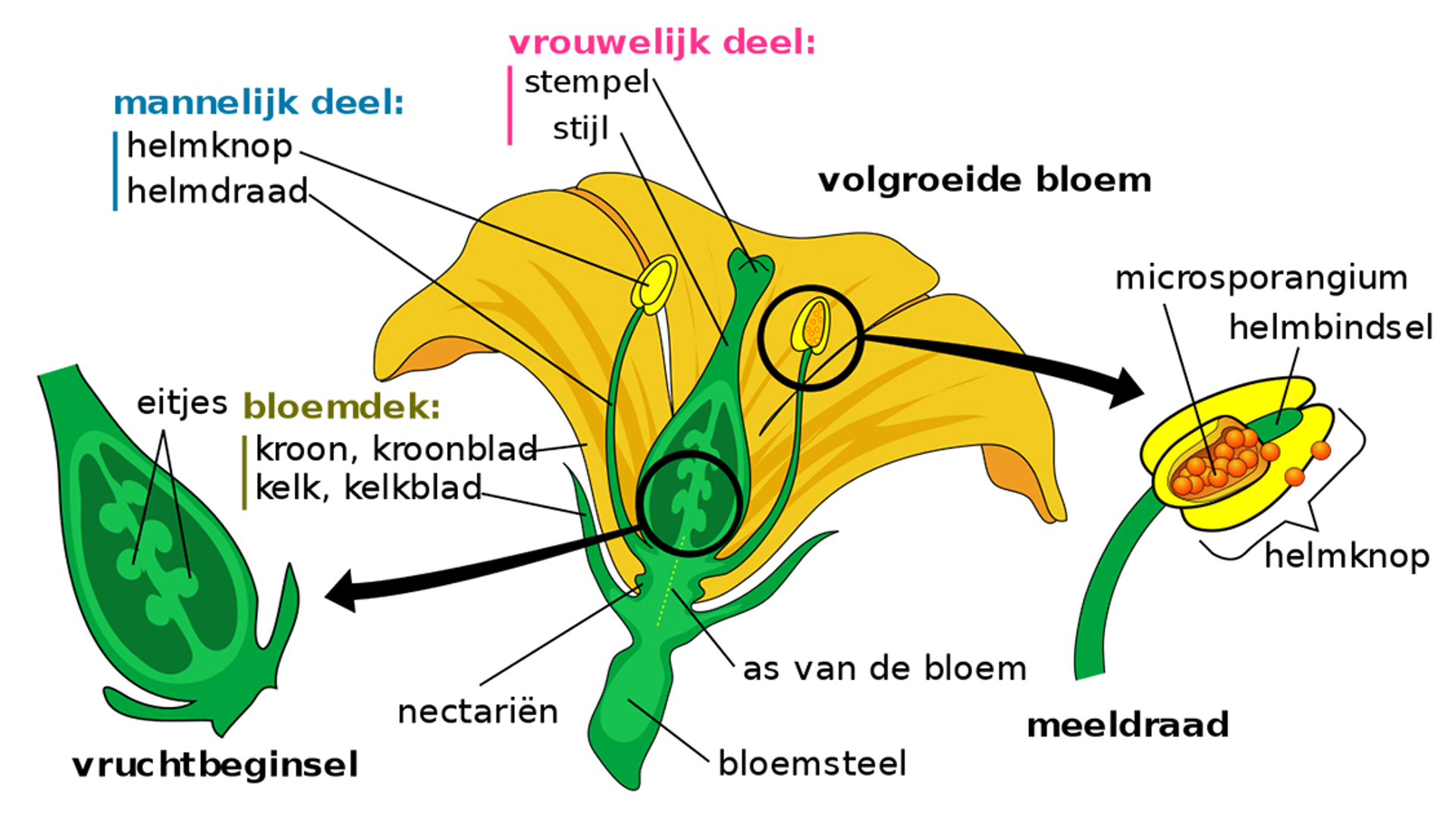 bloemen_stampers_meeldraden