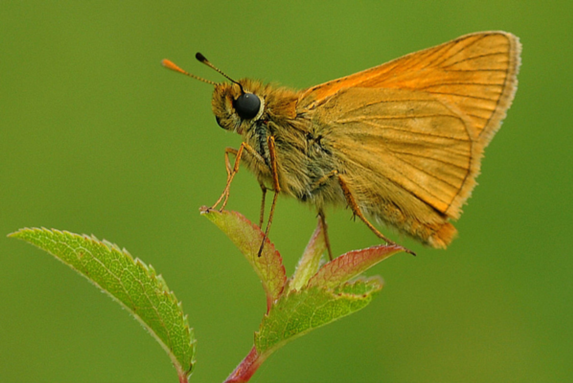 groot_dikkopje_bonteklepper