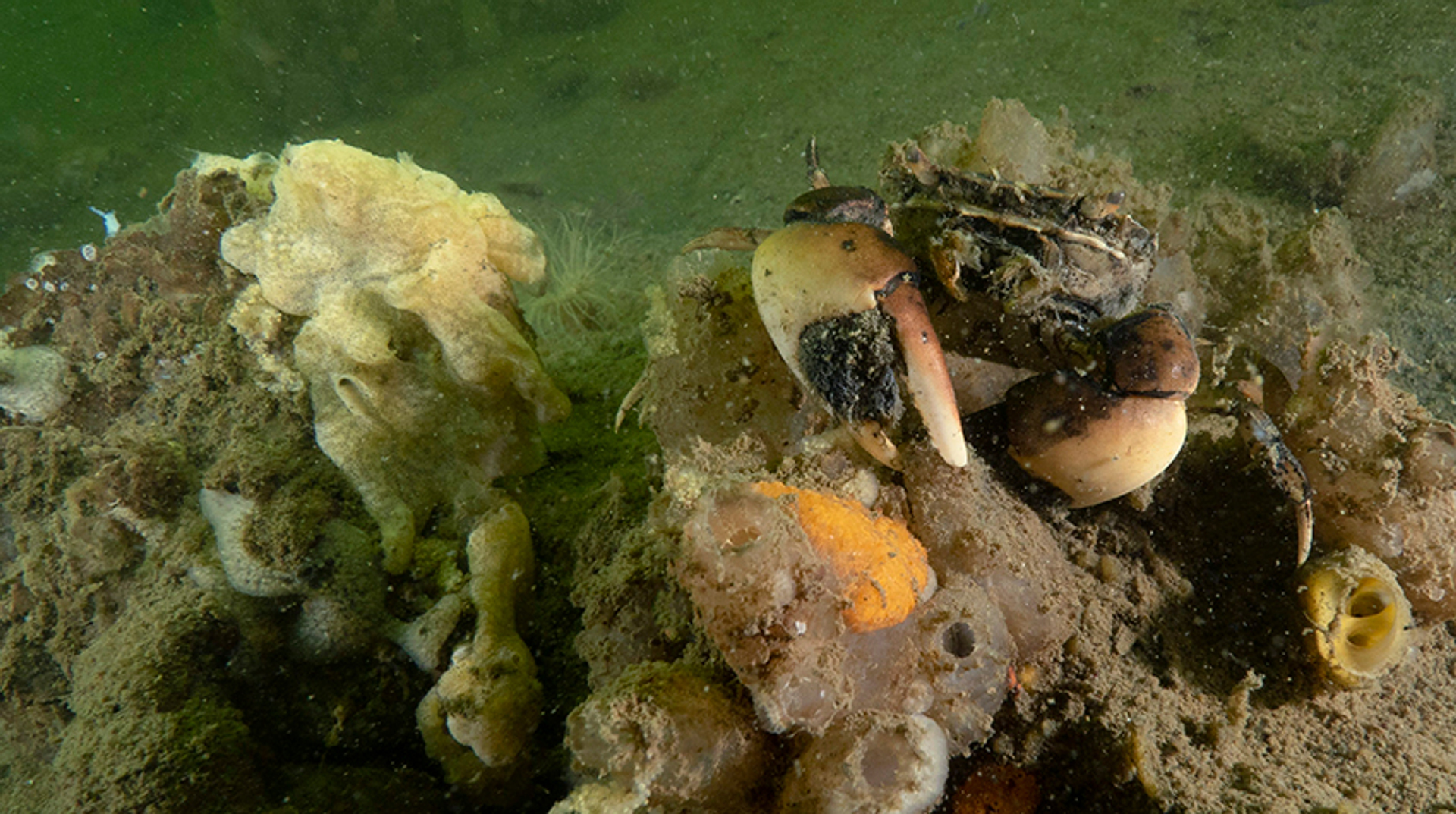 penseelkrab_MarionHaarsma