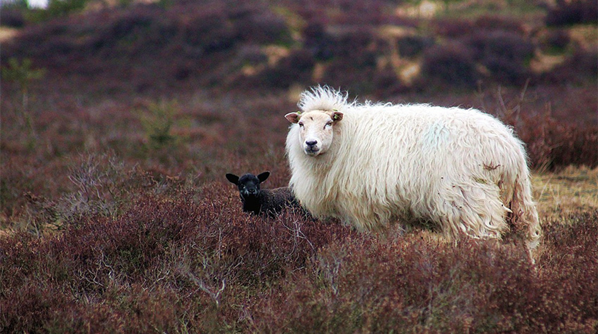 heideschapen_Fotograafjokenijenhuis