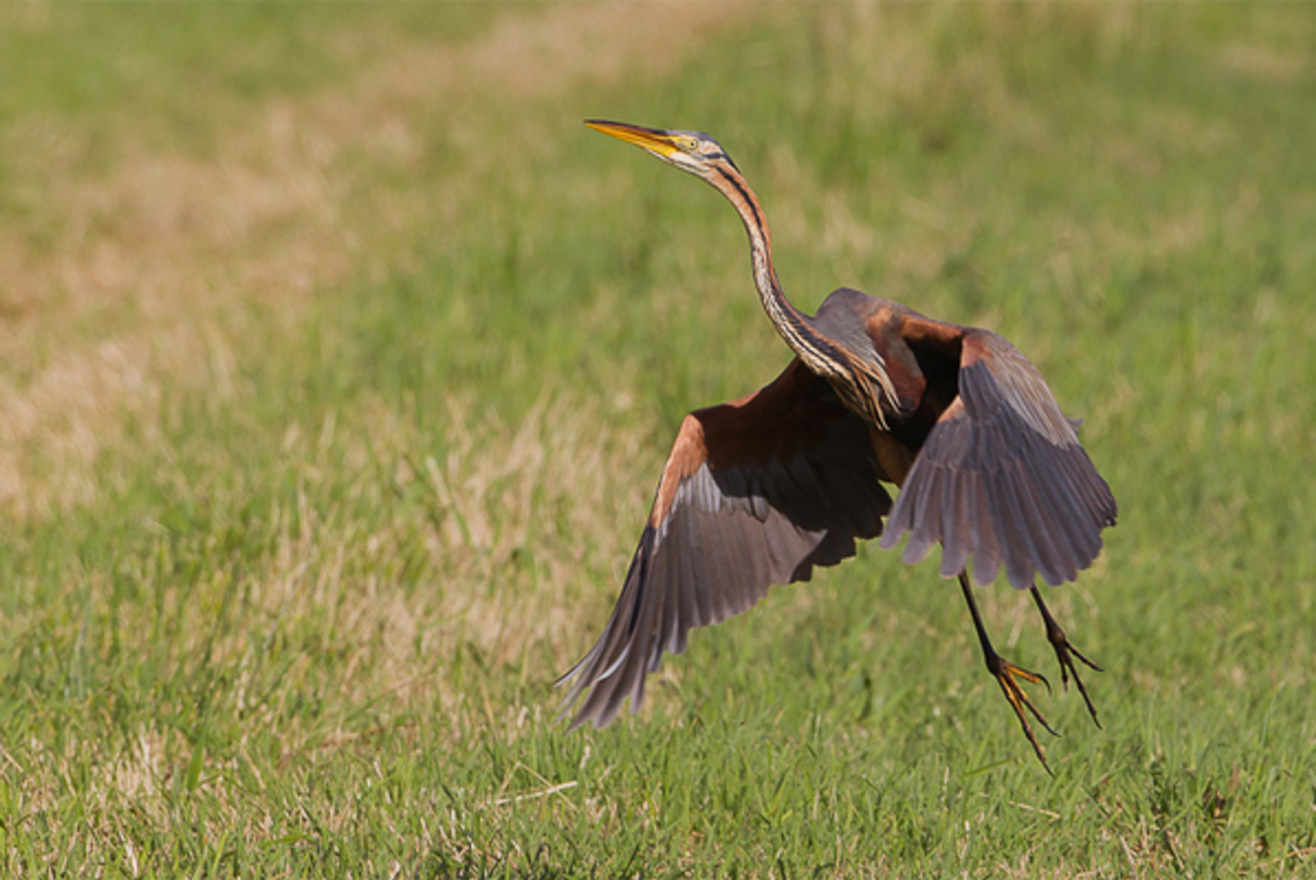 purperreiger_MartendeVries
