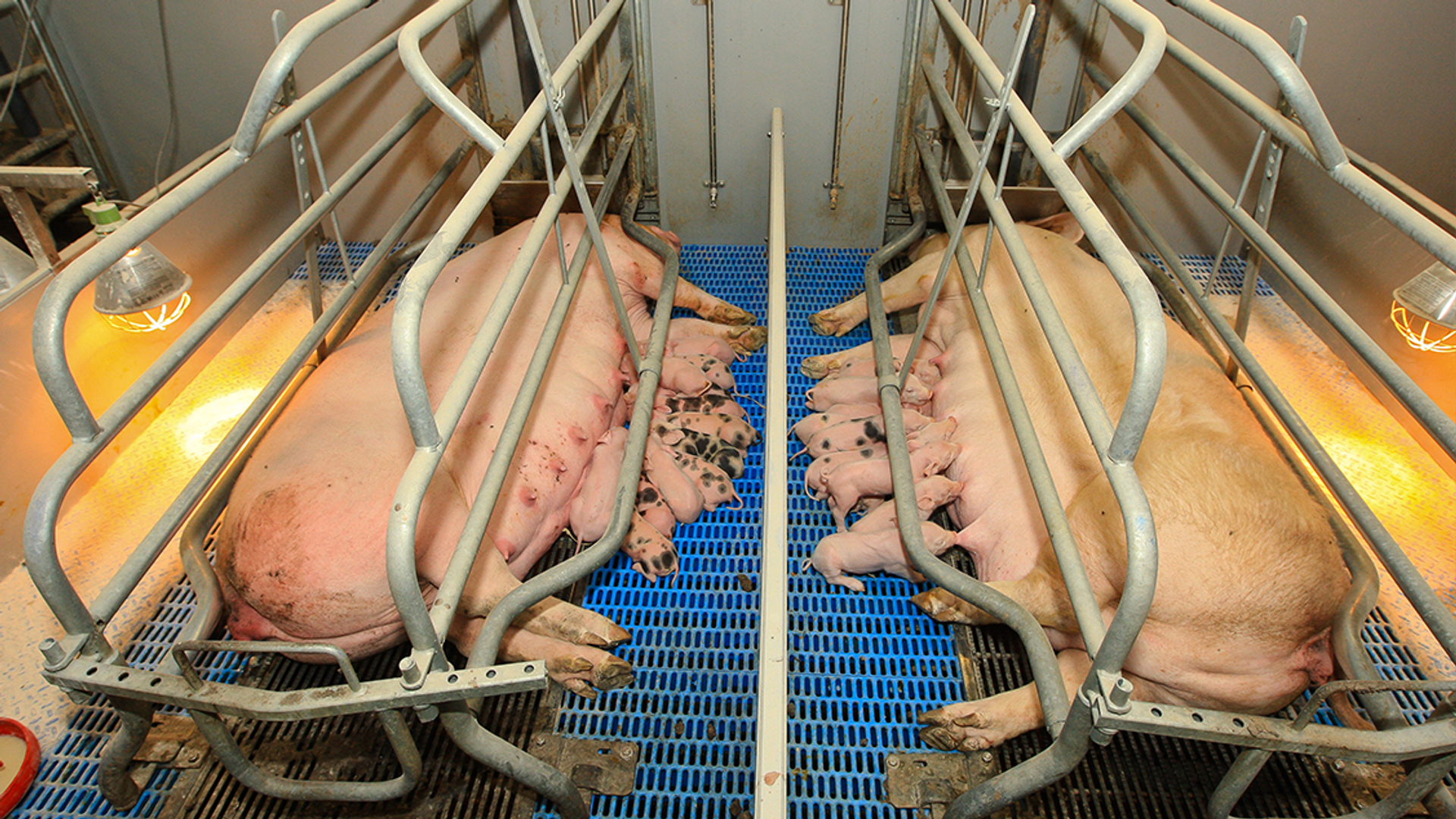 kraambox varkens_Wakker Dier