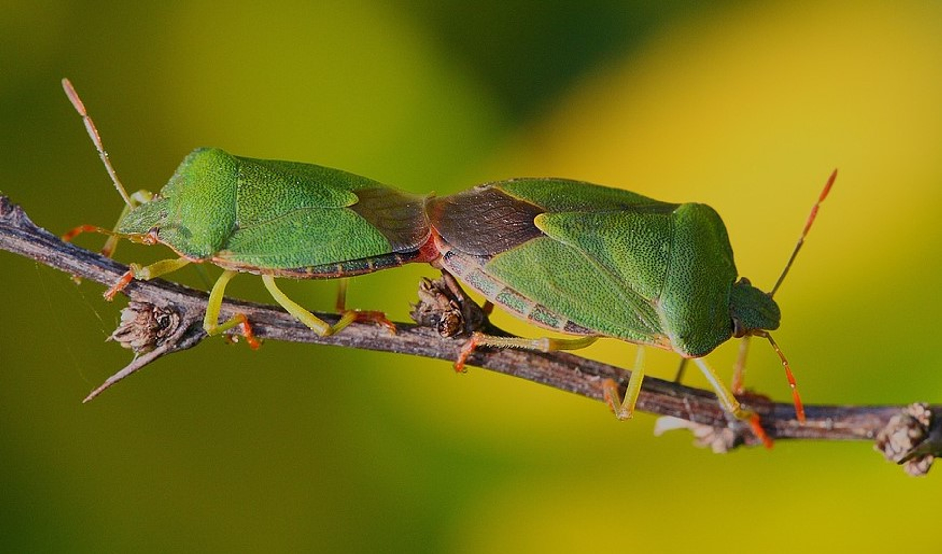 Groene stinkwants