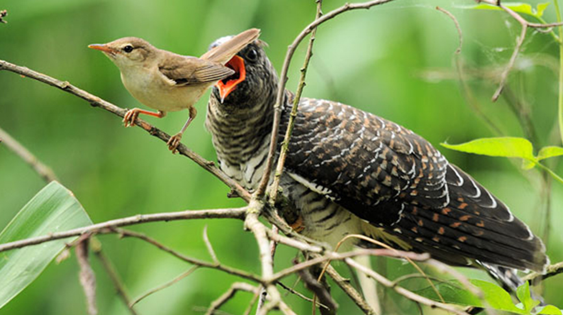 koekoek 2 bonteklepper