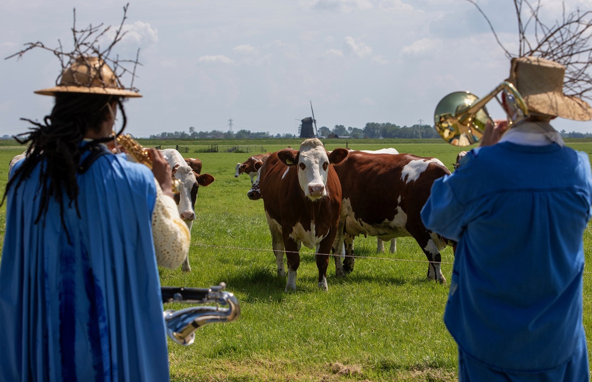 niet gebruiken - koeien en muzikanten bij LOEI