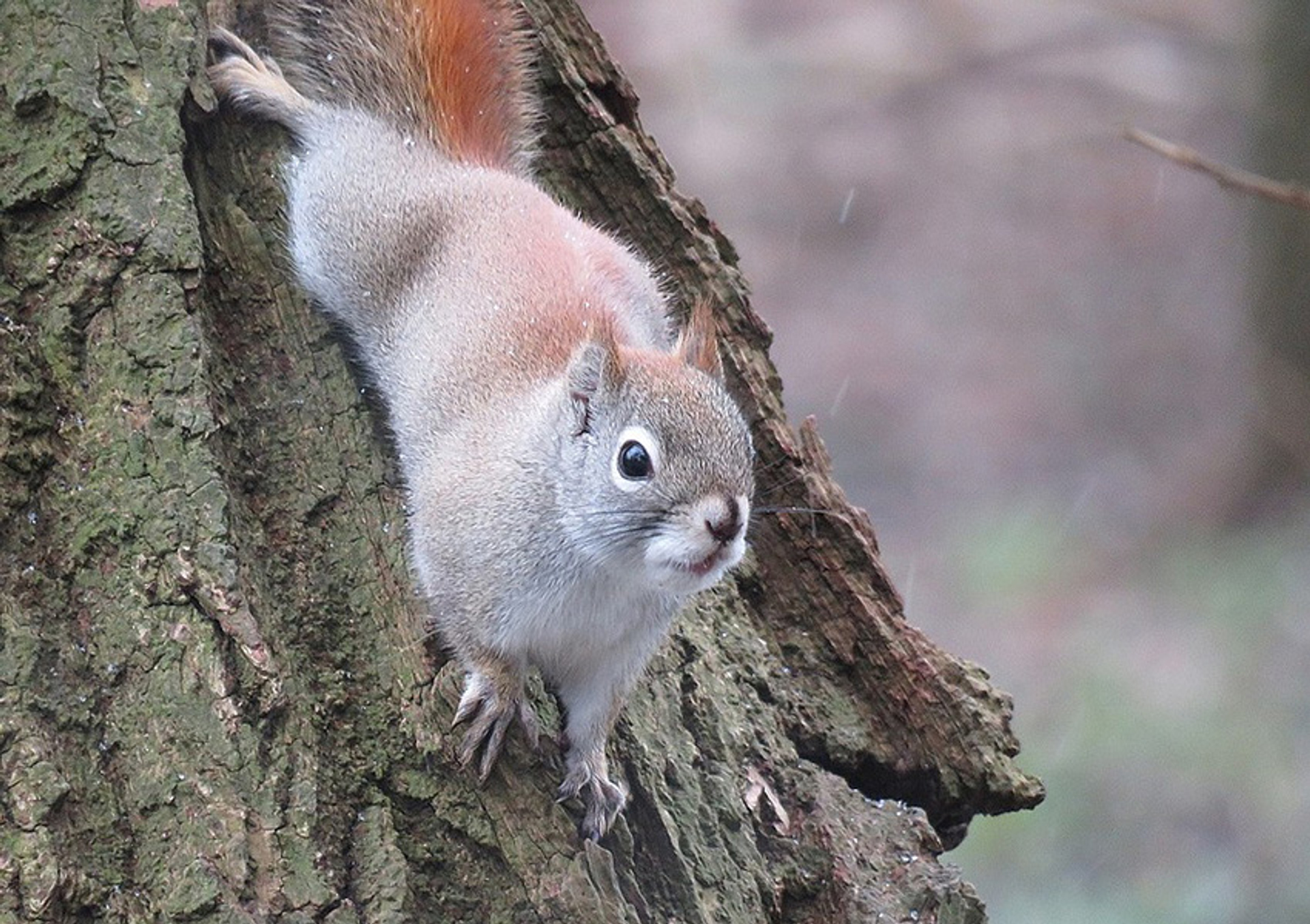Amerikaanse rode eekhoorn