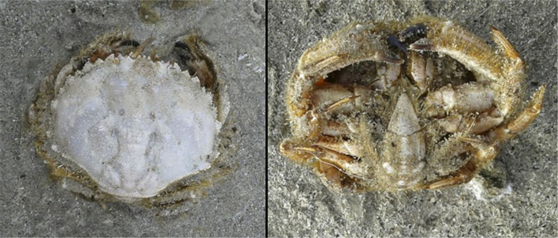 Ovaalronde krab