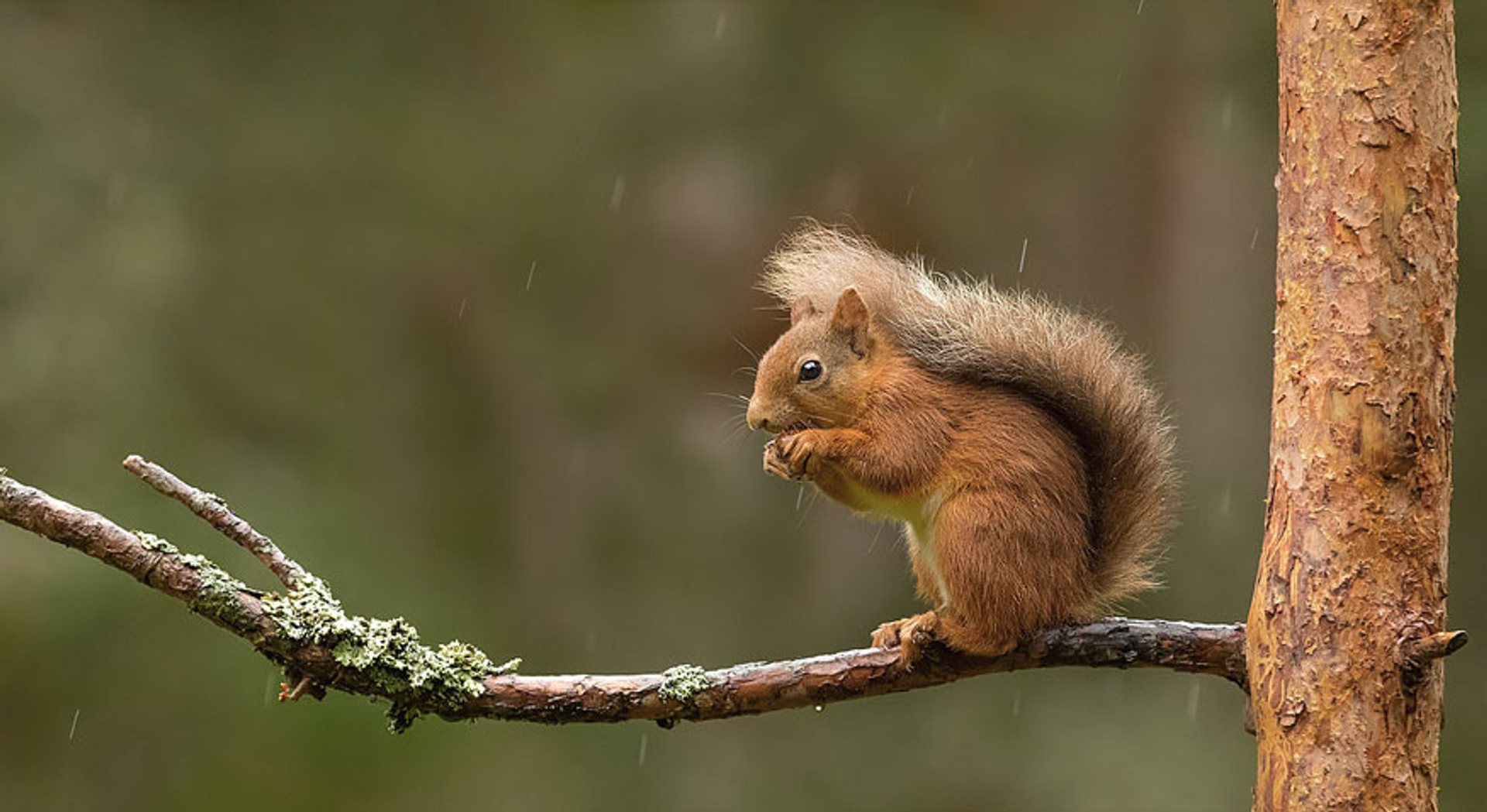 Eekhoorn in de regen