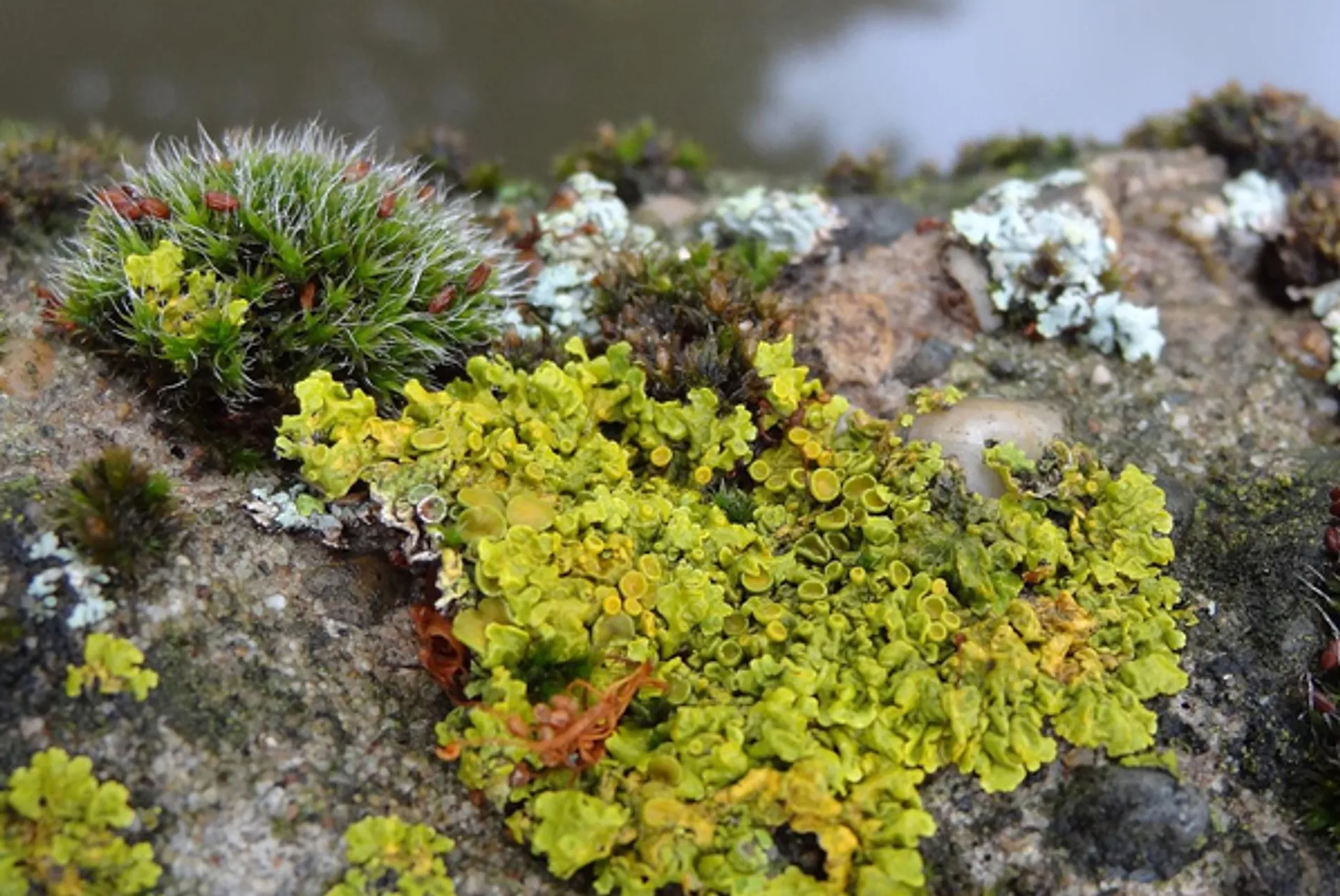 muurplanten_Riekev.