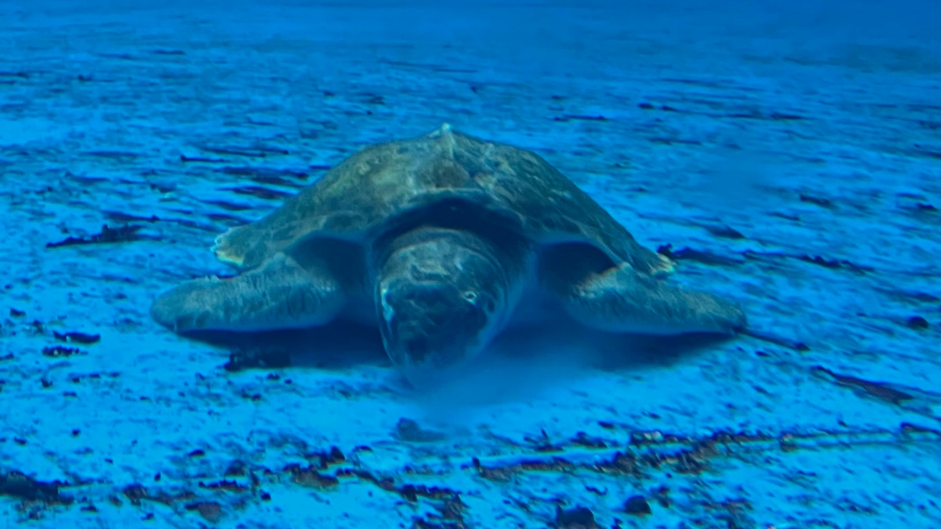 Zeeschildpad Boeier