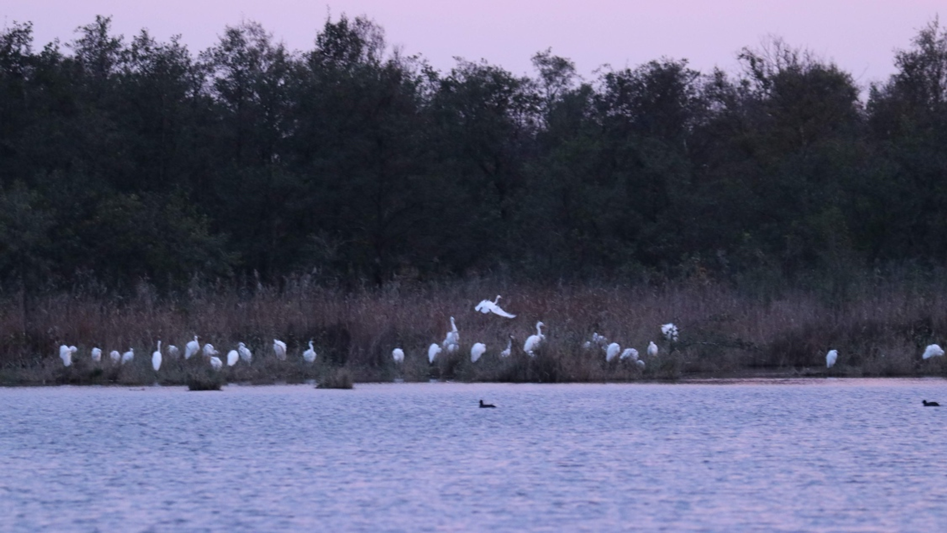 zilverreigers Naardermeer