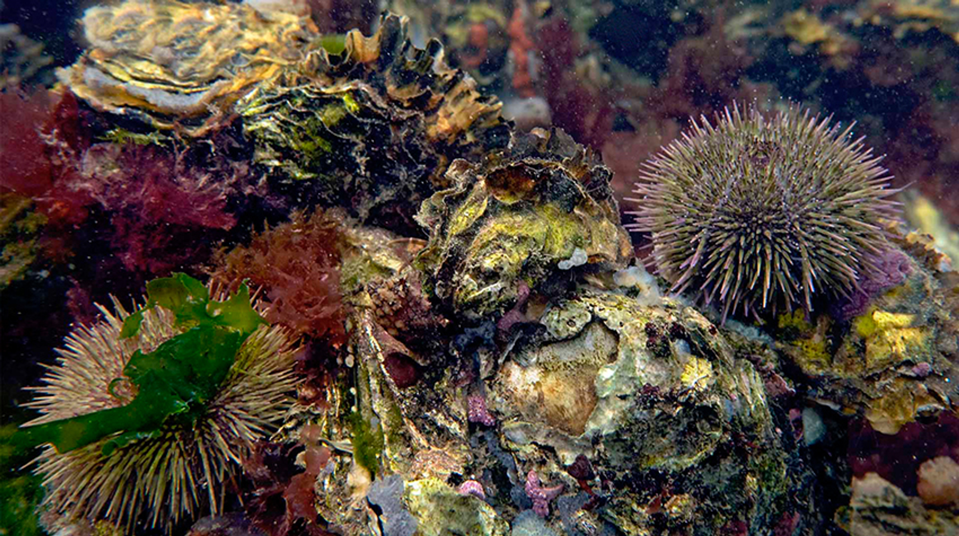 zeeegel-op-Japanse-oester_MarionHaarsma