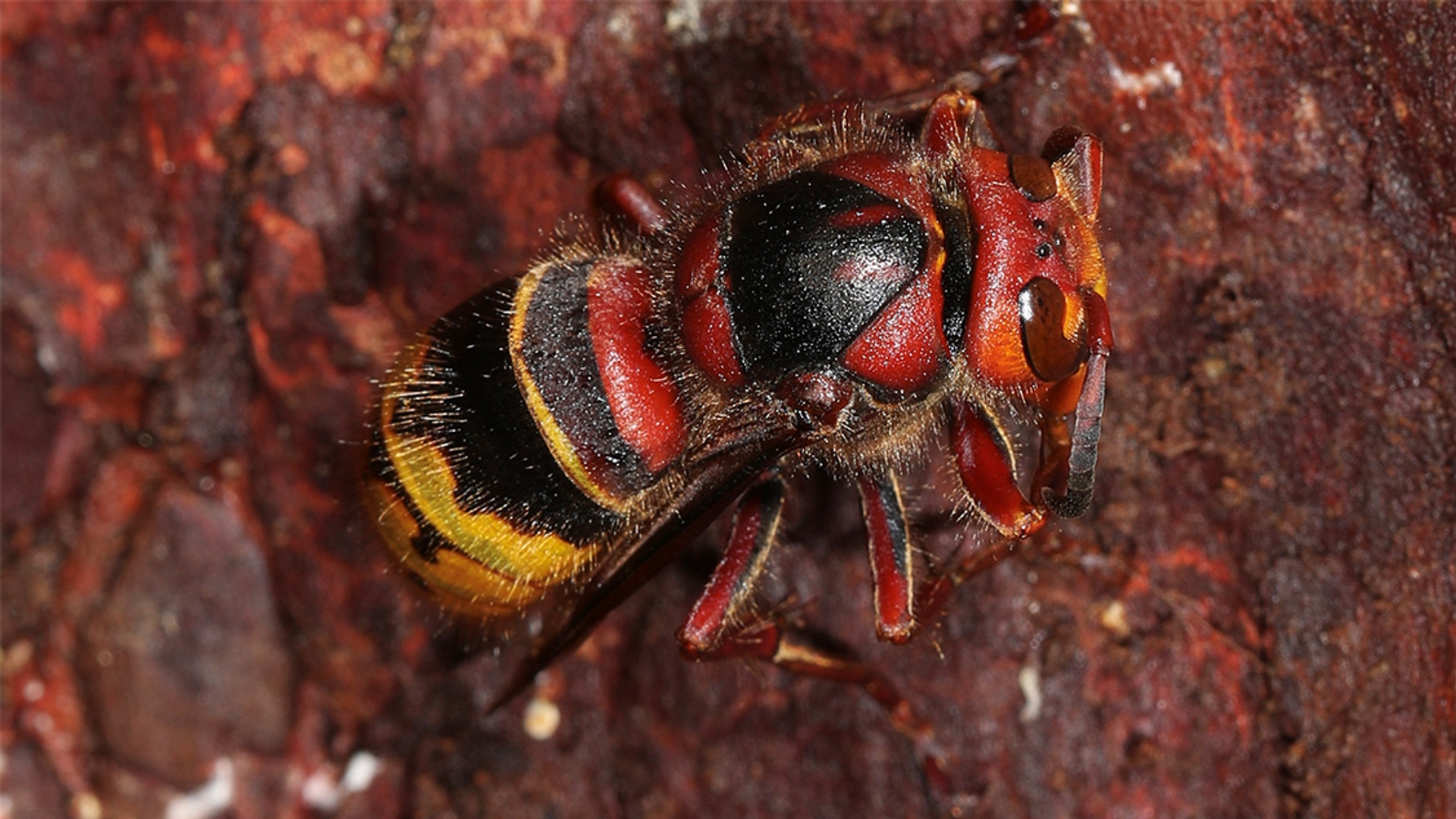 Koningin hoornaar closeup