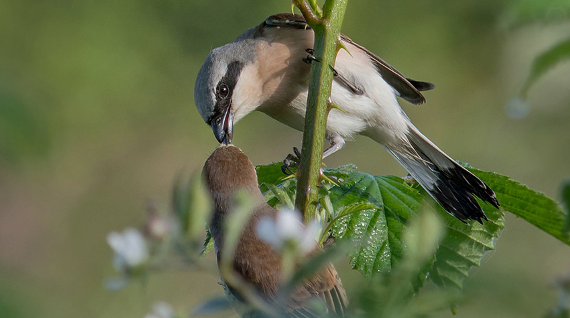 grauwe klauwier man vrouw voedsel hillebrand keun