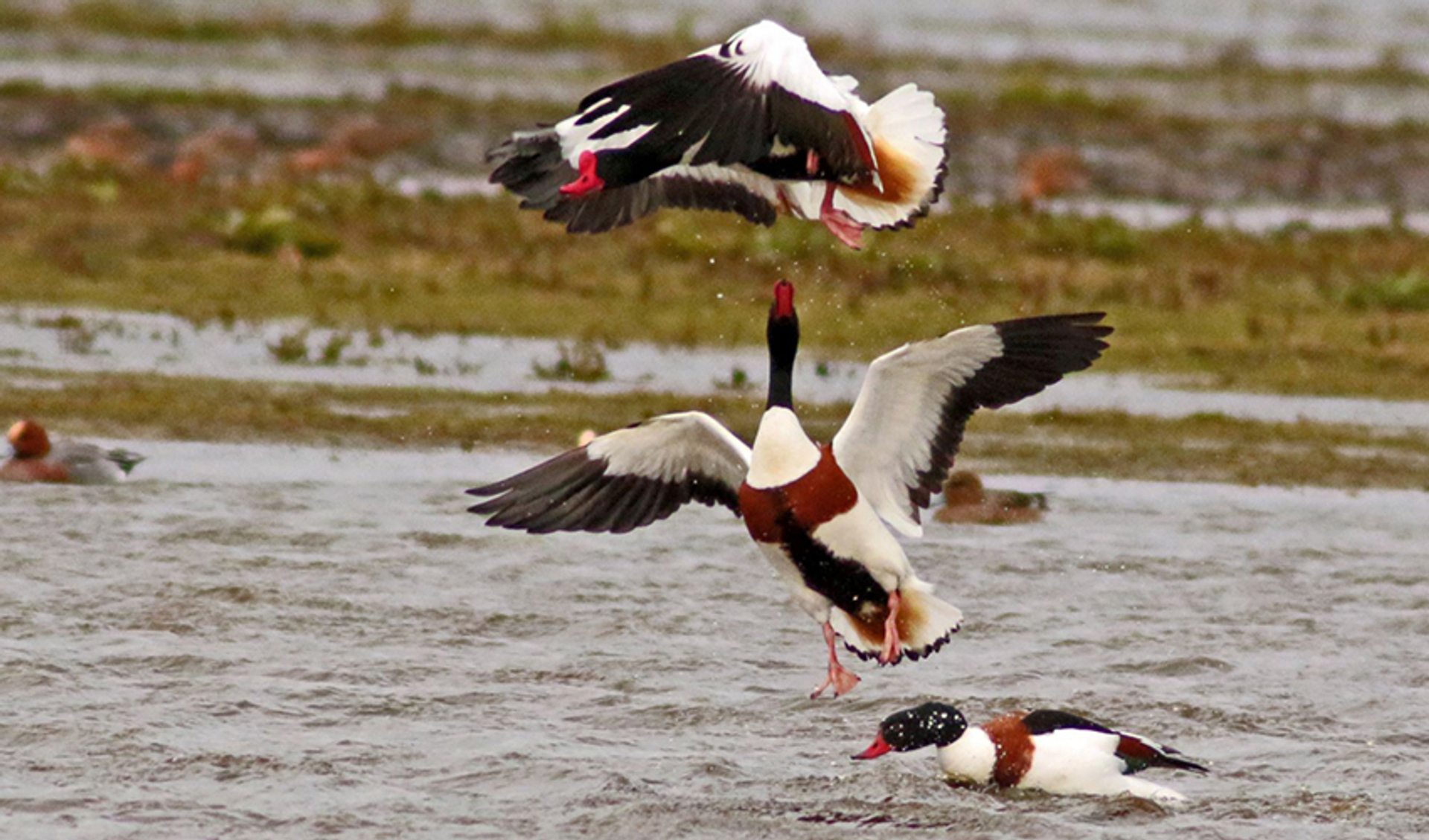 bergeenden_g.eus.natuurfoto