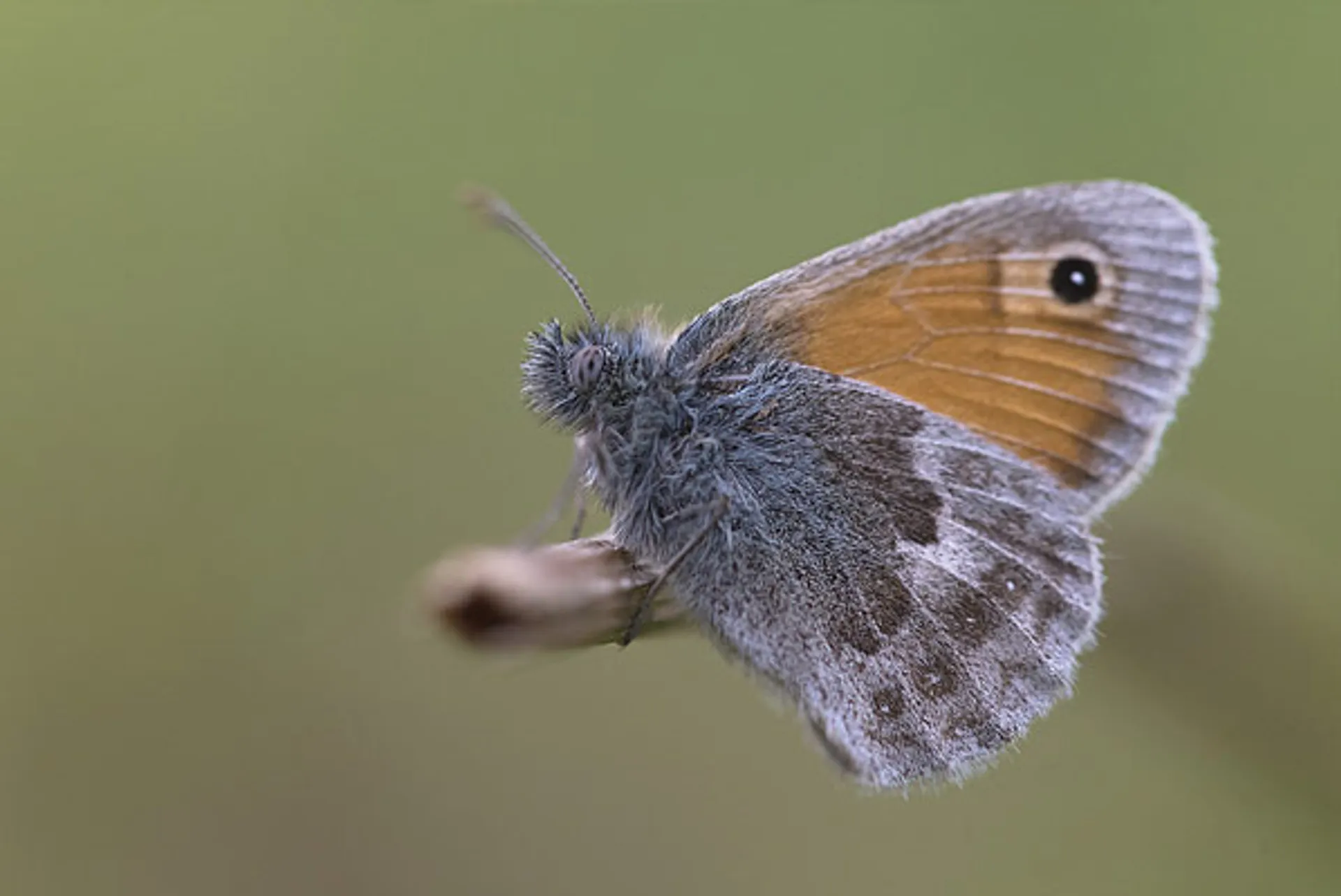 vlinder2