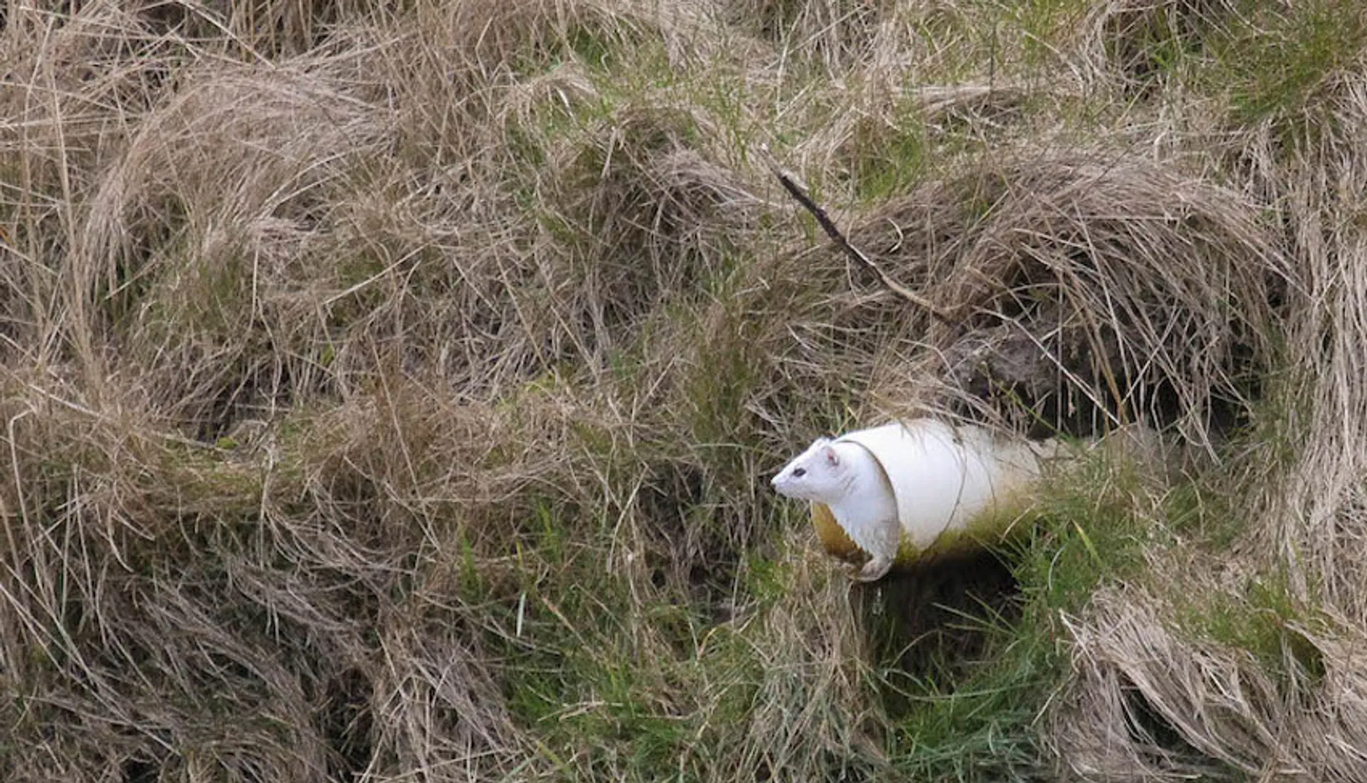 Hermelijn in pijpleiding