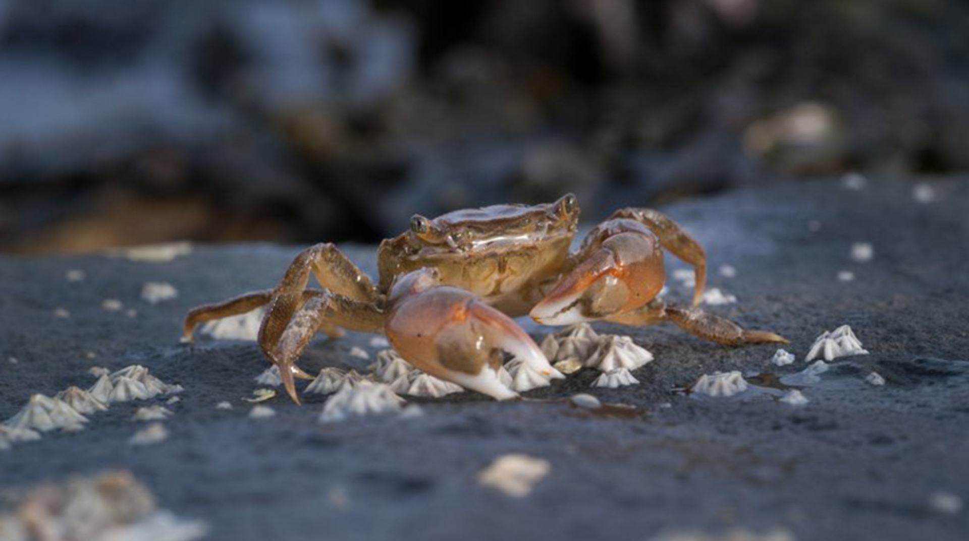 penseelkrab NIET HERGEBRUIKEN