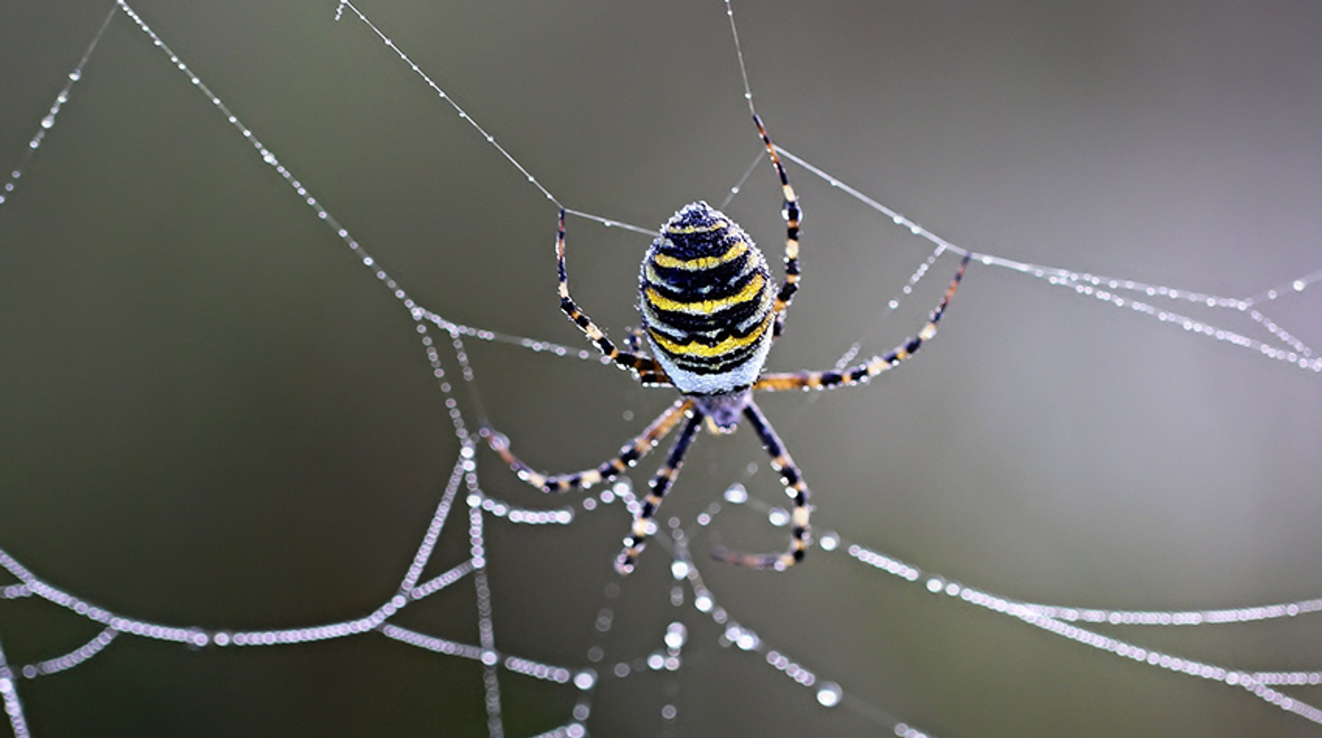 wespspin in web jokenijenhuis