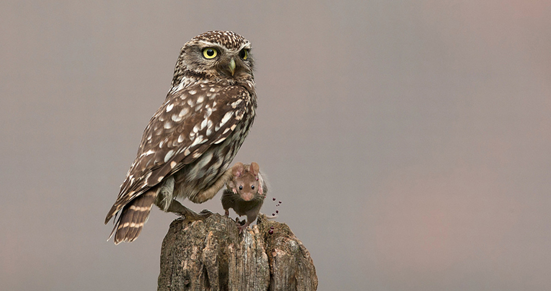Fotoserie_Uil met prooi_ceesuri_gesneden