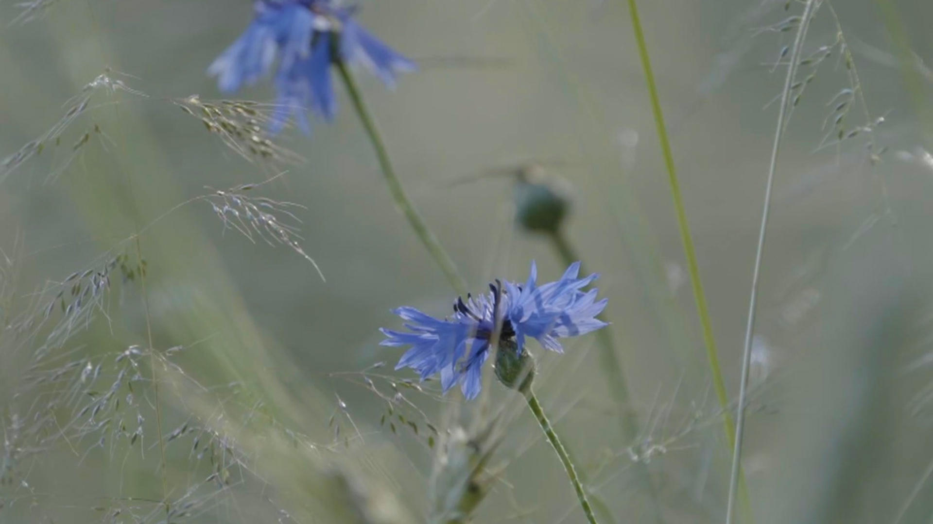 Meest bedreigde planten van Nederland - Vroege Vogels