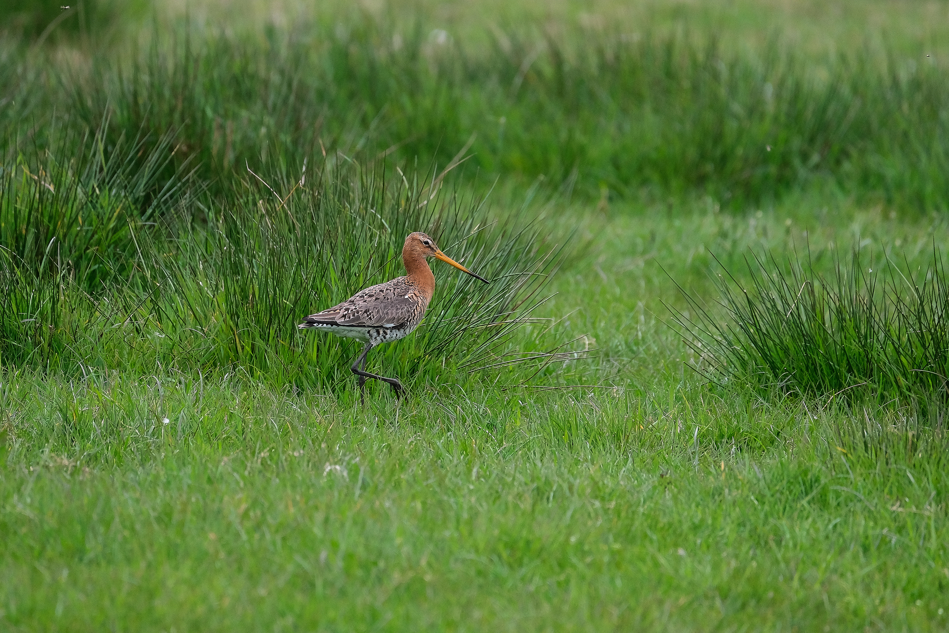 Foto weidevogels (1)