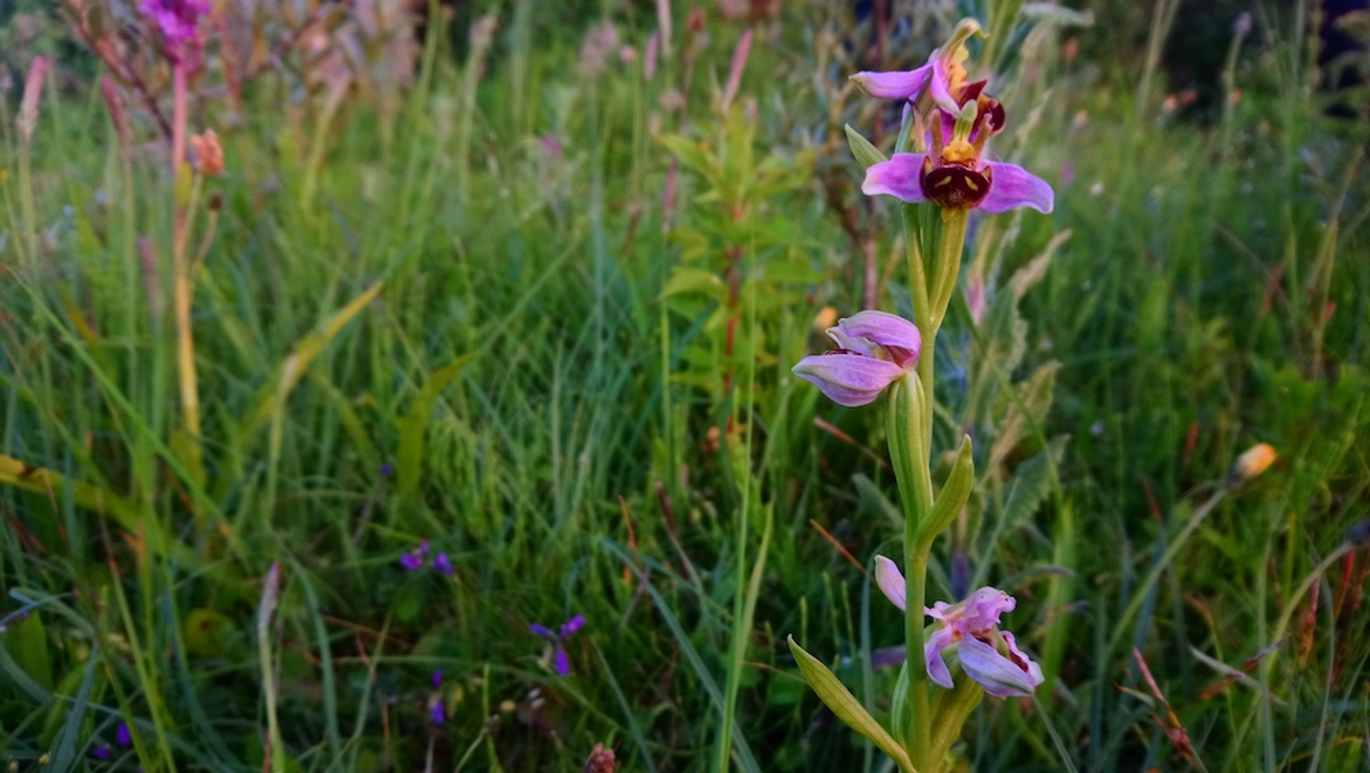 Bijenorchis in Kikkervalleien bij Meijendel.