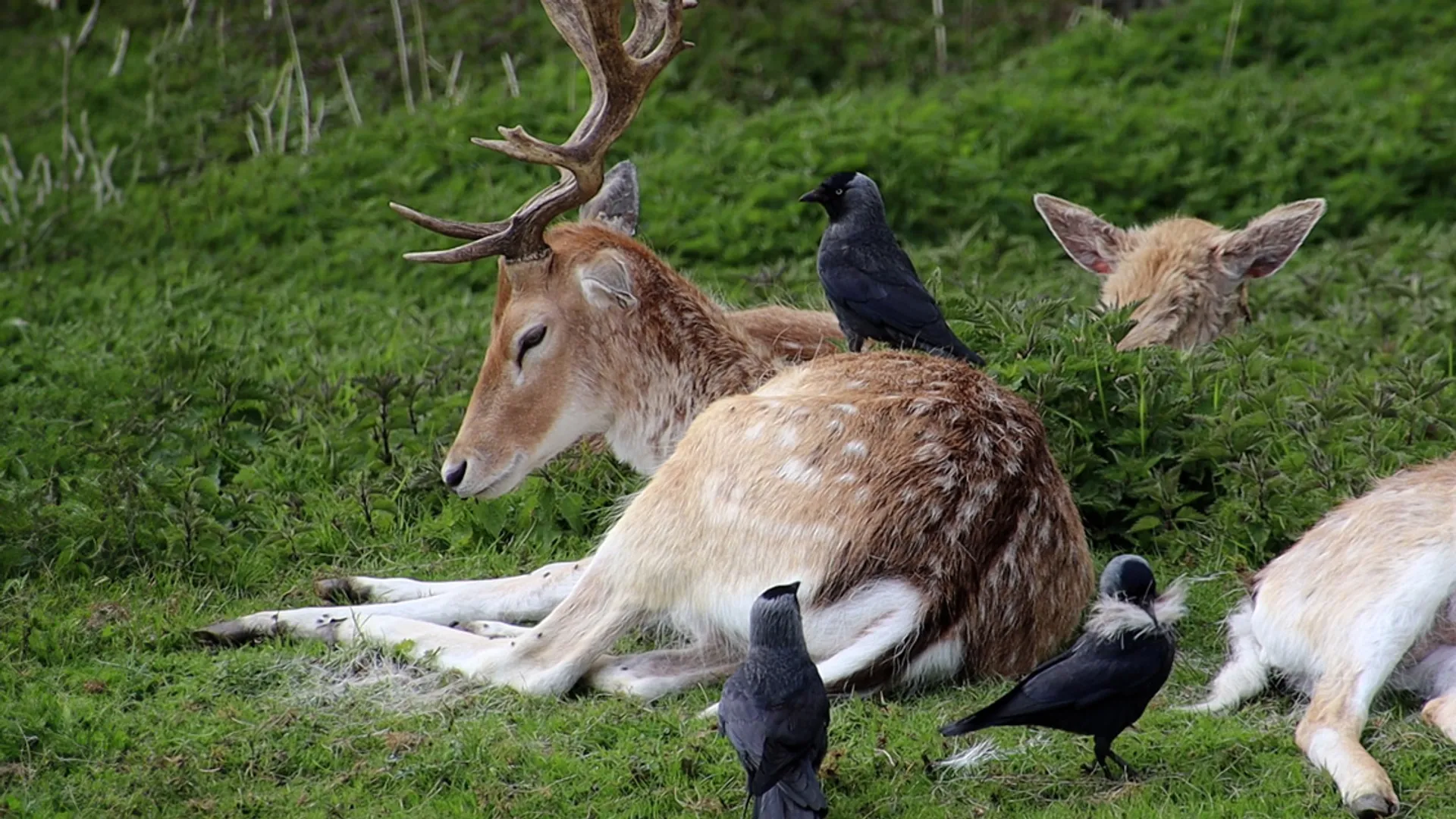 Brutale kauwen vliegen damhert in de haren - Vroege Vogels