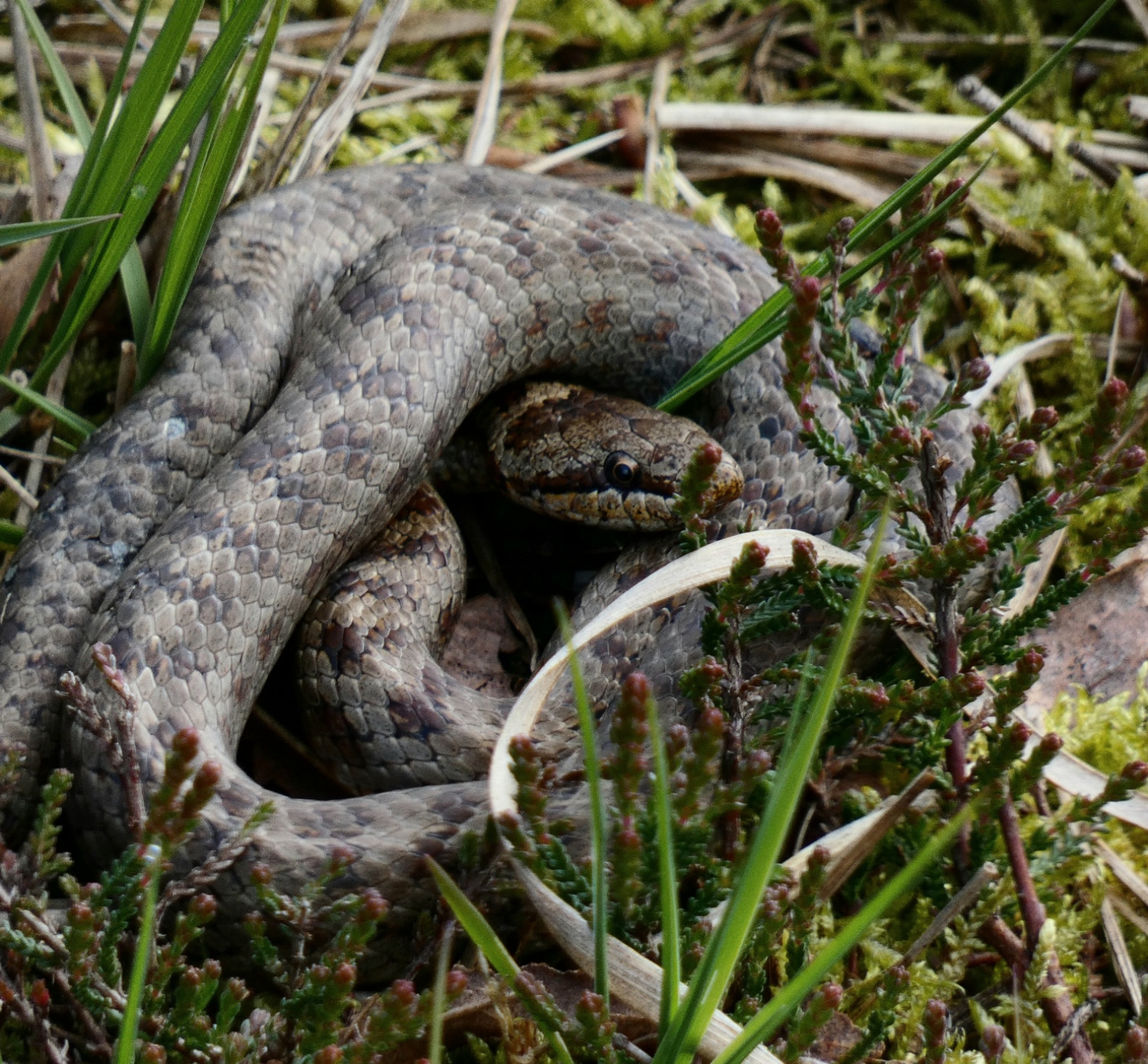 Gladde Slang (Coronella austriaca)